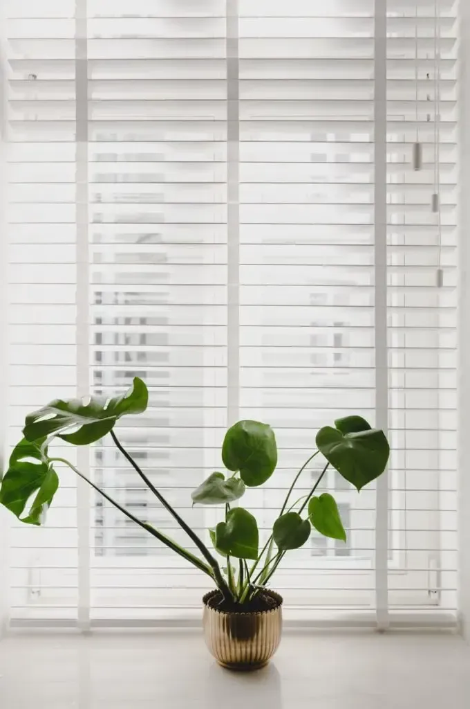 A Monstera Plant in a Gold Pot Sitting in Front of Closed White Horizontal Blinds — Advantage Screen And Blinds Rockhampton in Rockhampton, QLD