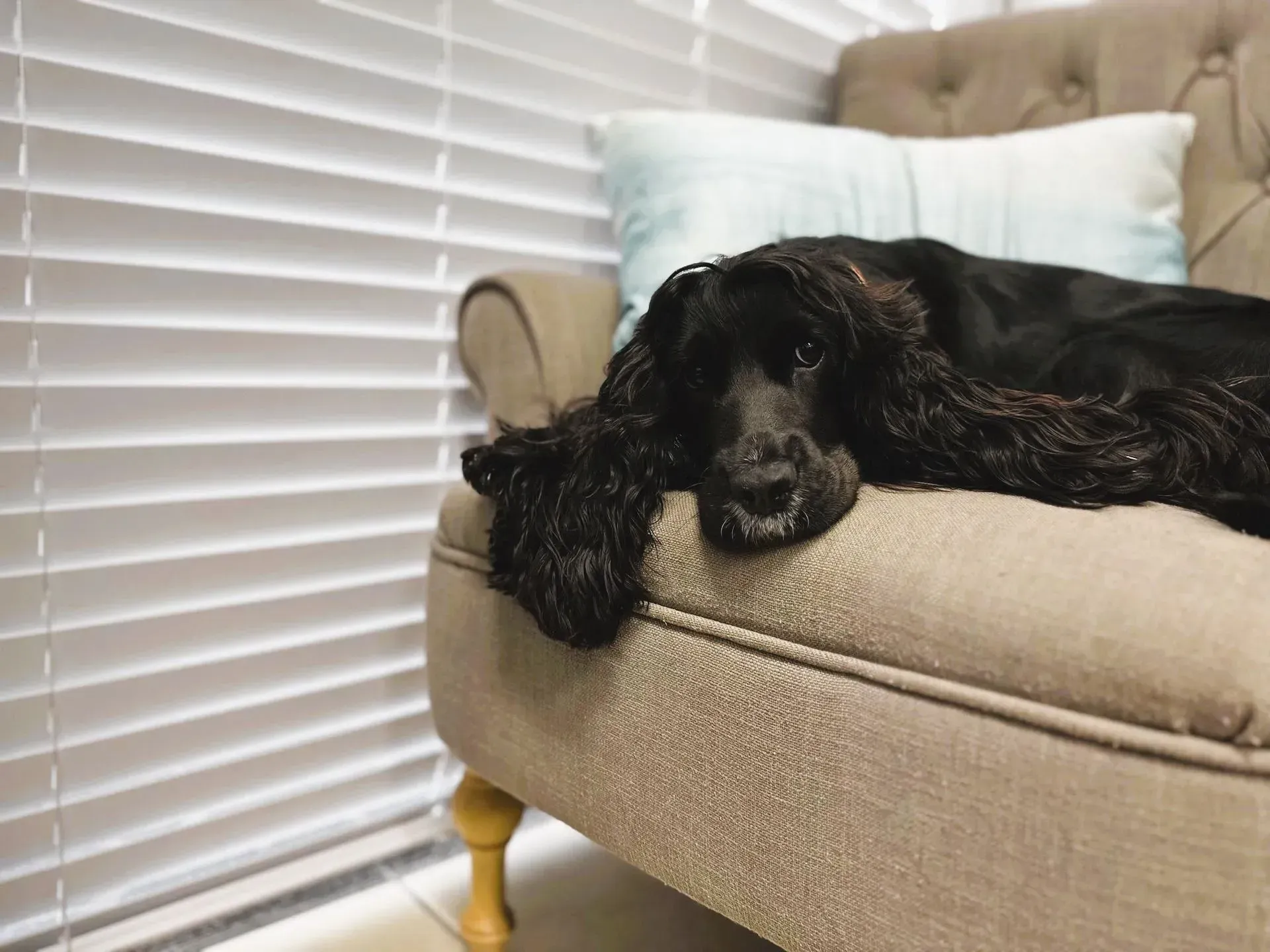 A Black Cocker Spaniel Rests Its Head and Paws — Advantage Screen And Blinds Rockhampton in Rockhampton, QLD