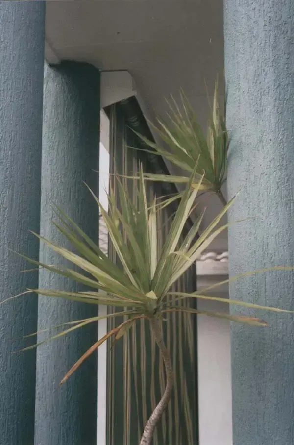 A Madagascar Dragon Tree Grows Between Two Textured Pillars — Advantage Screen And Blinds Rockhampton in Rockhampton, QLD