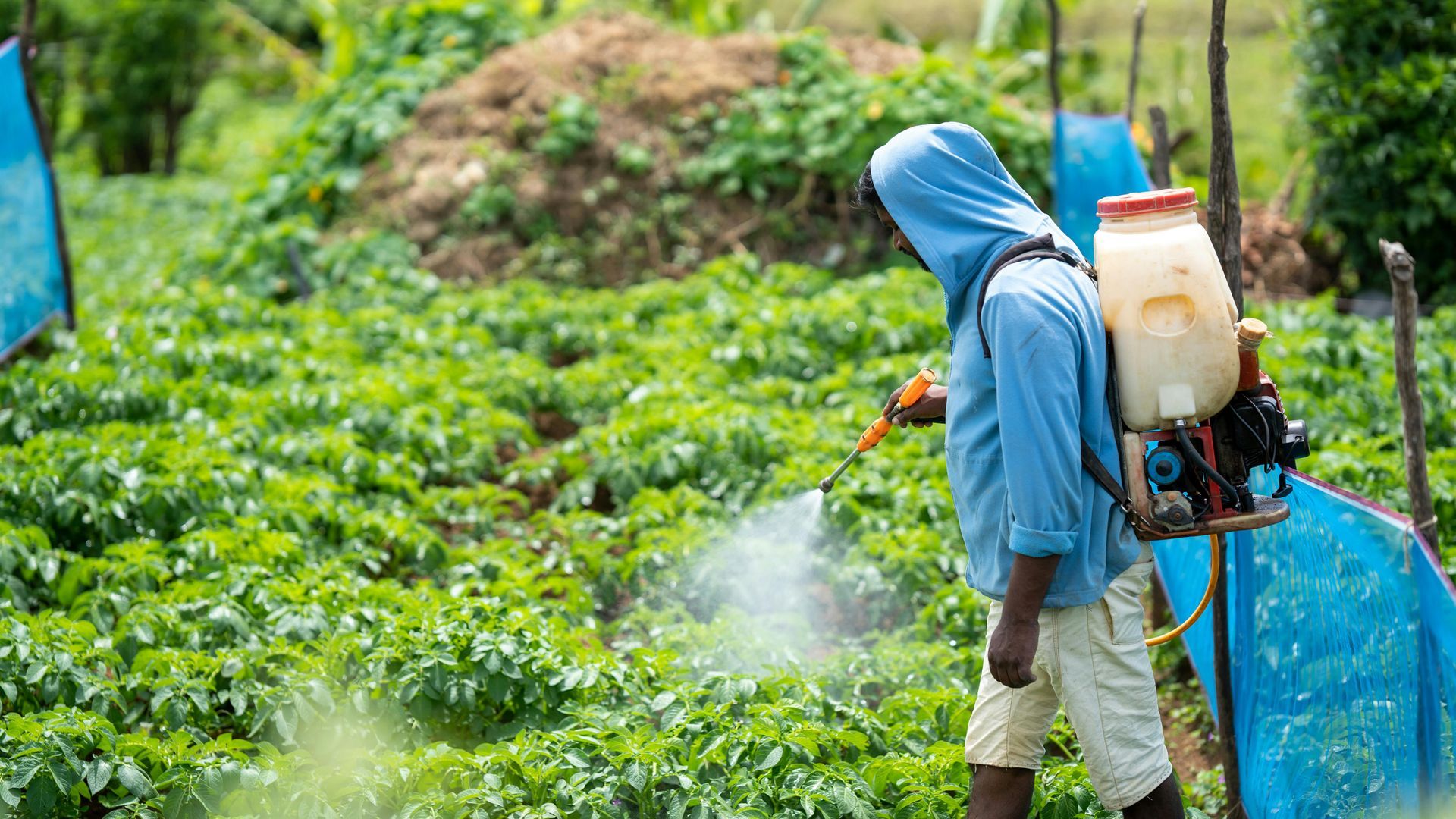A man is spraying plants in a field with a backpack sprayer.