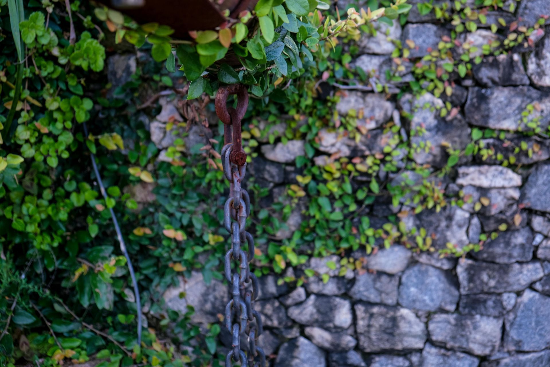 A stone wall with ivy growing on it and a chain hanging from it.