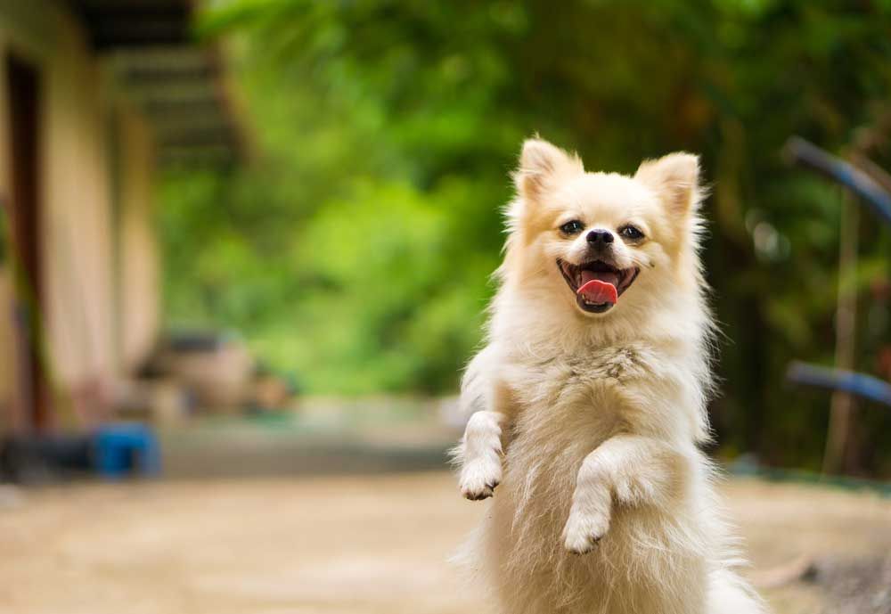 Happy And Energetic Dog