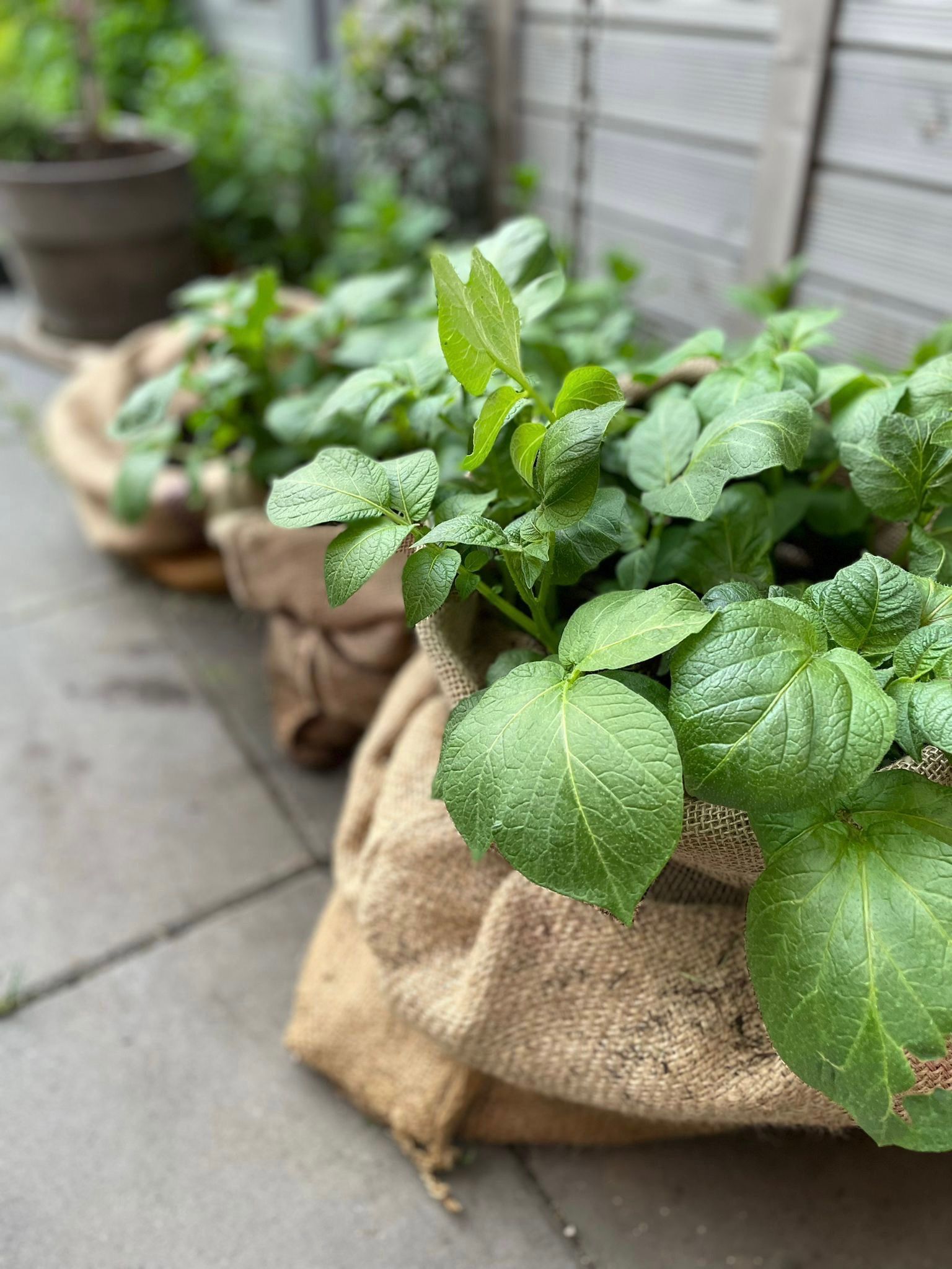 Kartoffeln anpflanzen - auch in kleinen Gärten oder auf dem Balkon