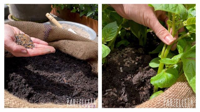 Kartoffeln im Jute-Sack anpflanzen