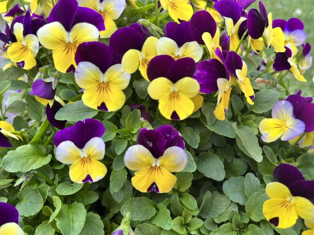 A bunch of yellow and purple flowers with green leaves