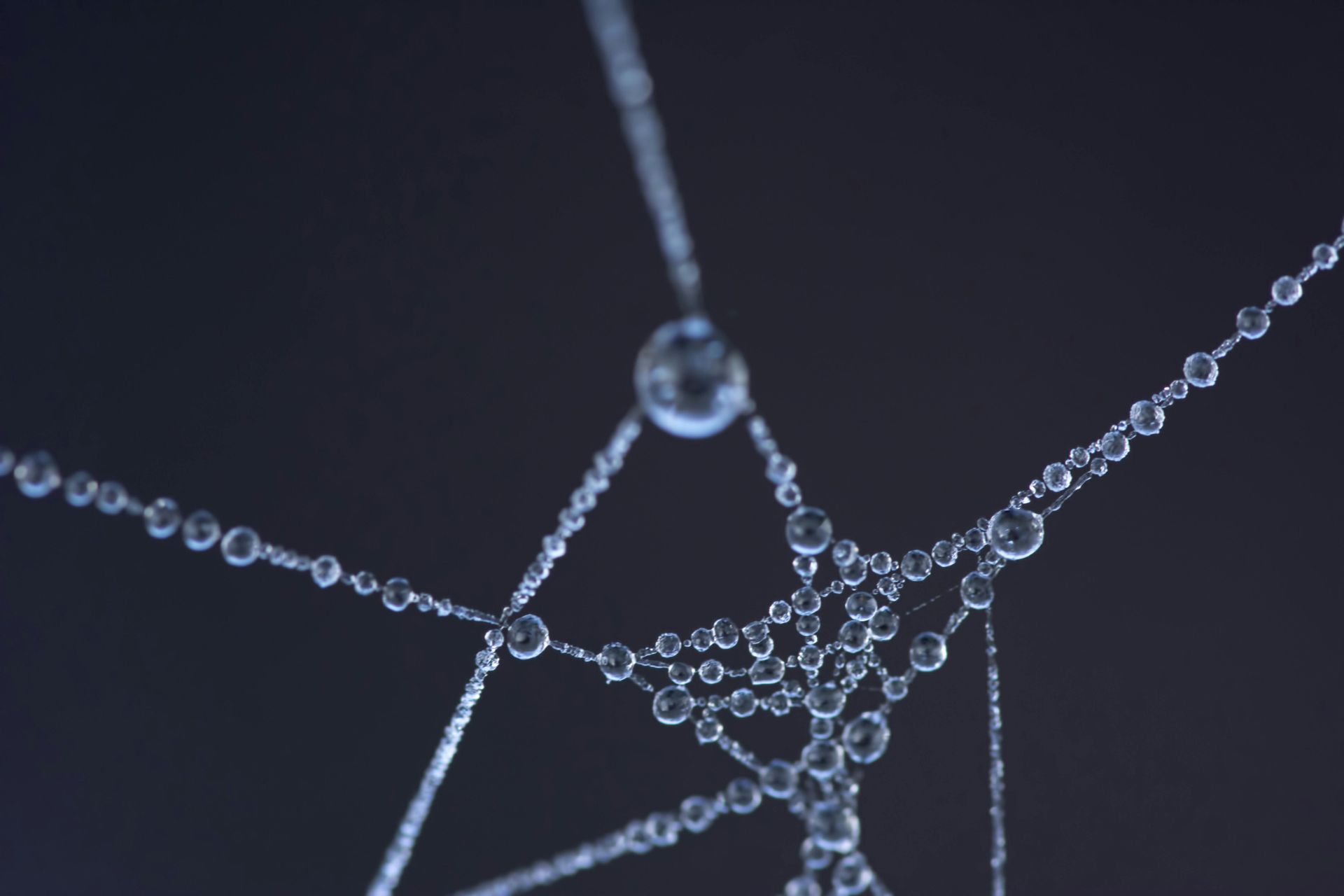 A close up of a spider web with water drops on it