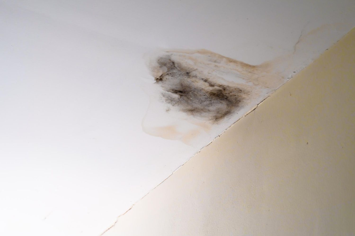 mold