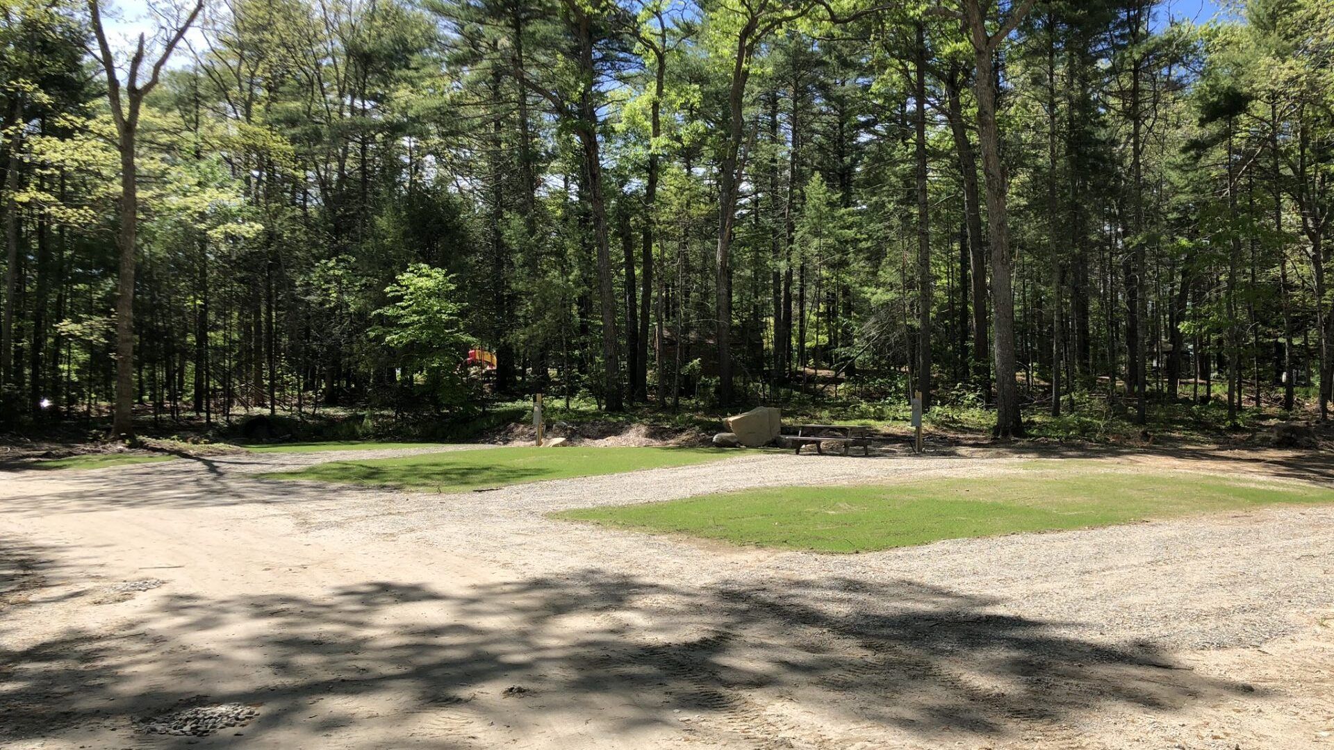 A dirt road in the middle of a forest with trees in the background.