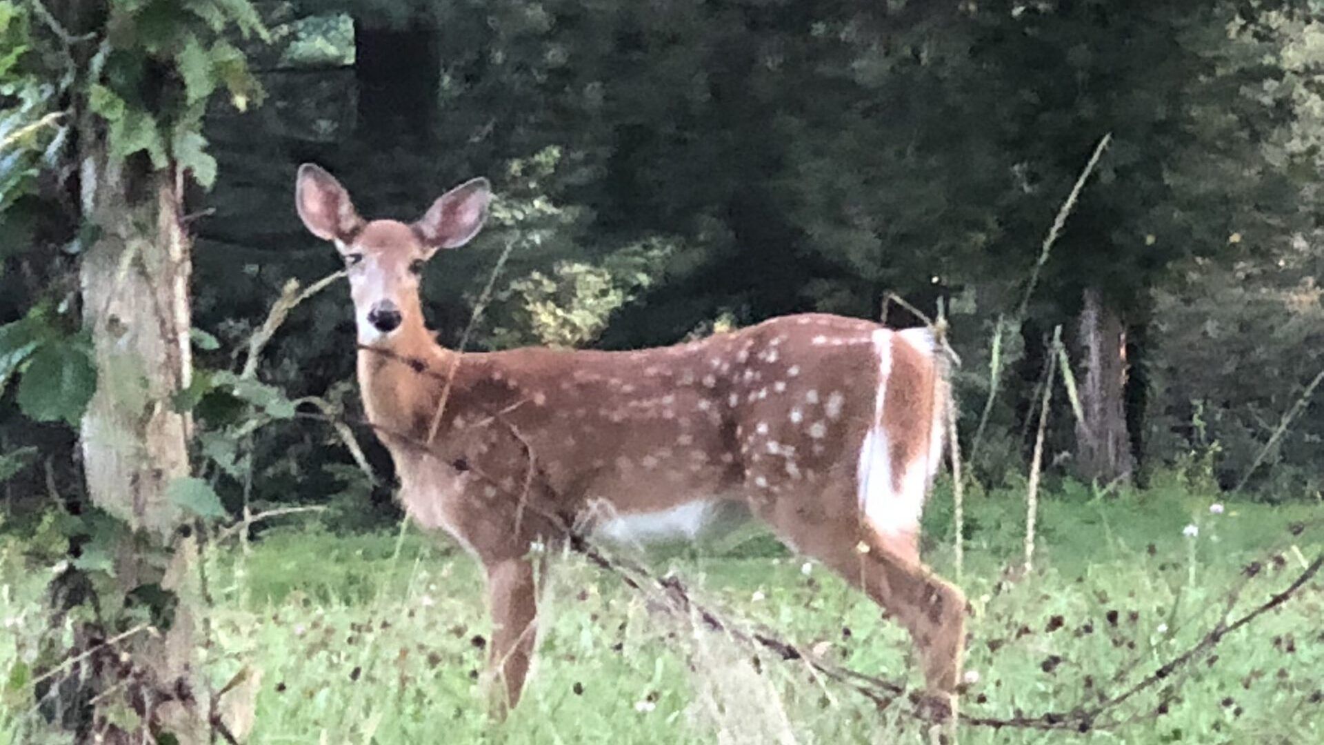 A deer is standing in a grassy field next to a tree.