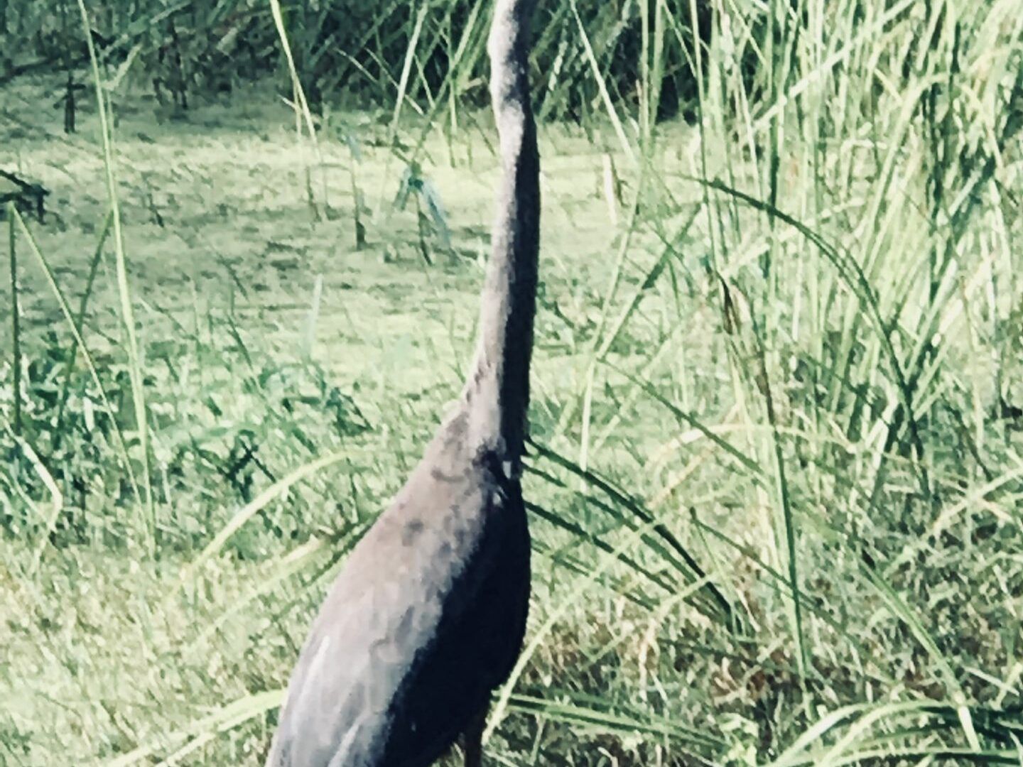 A bird with a long neck is standing in a field of tall grass.