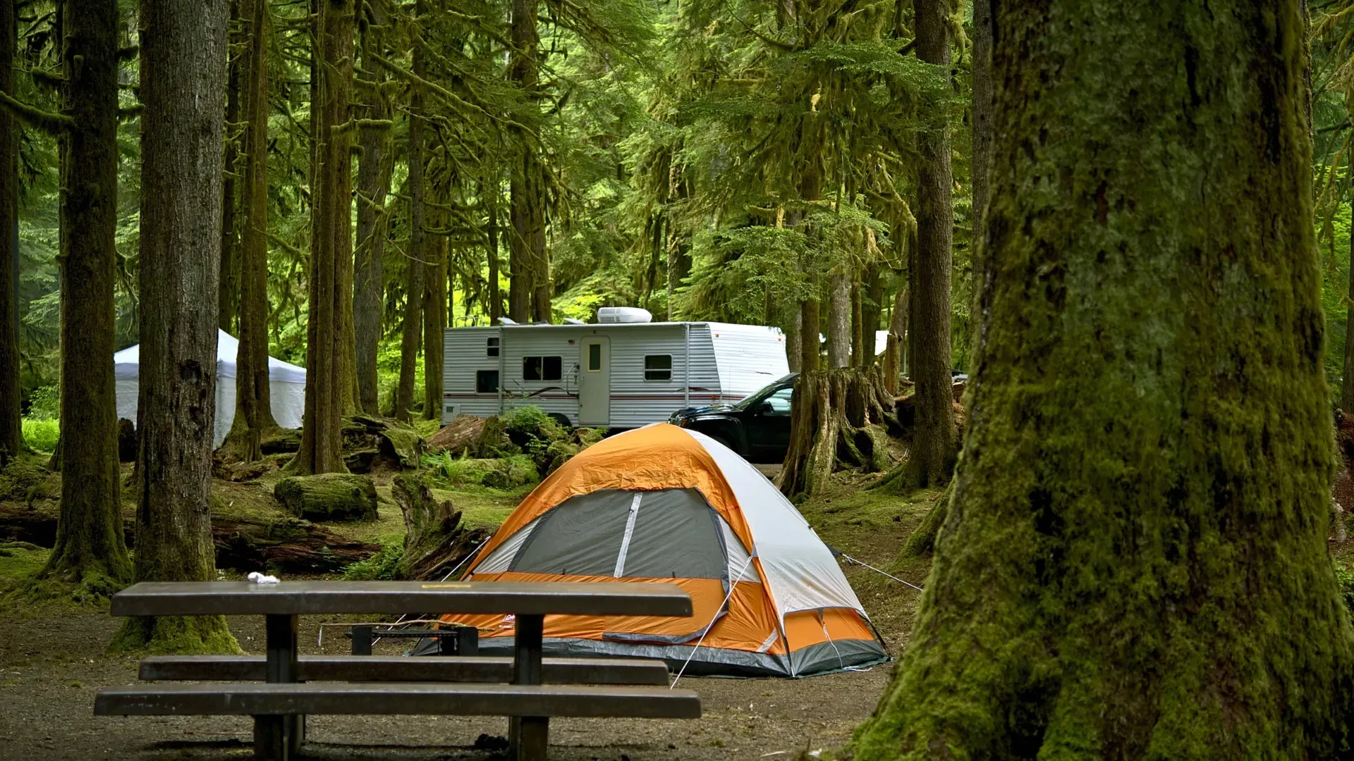 A group of tents are sitting on top of a lush green field.