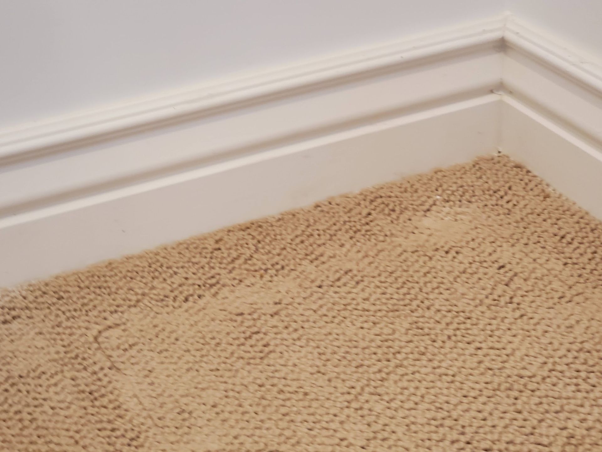 A corner of a room with a carpeted floor and white molding.