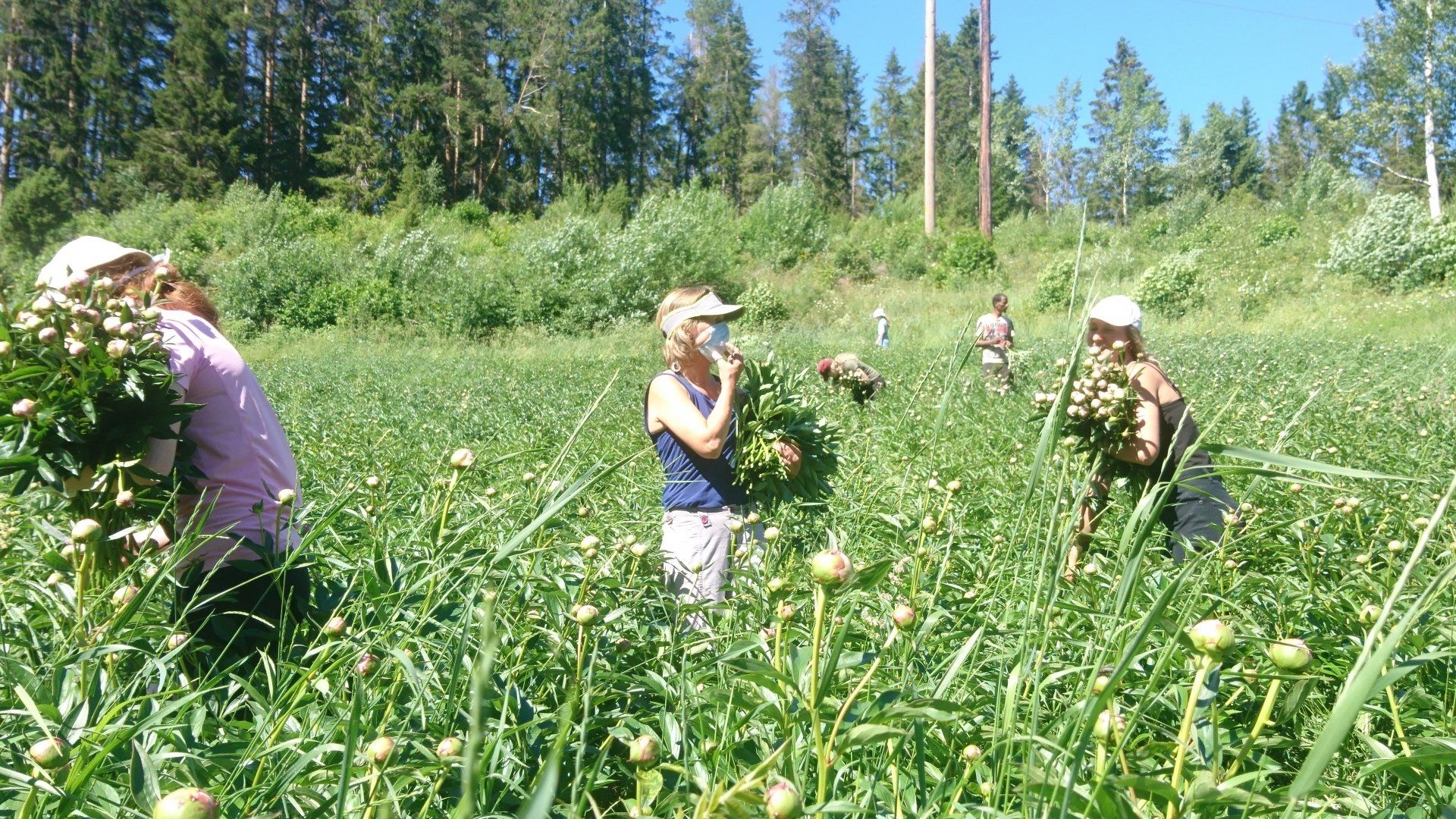 a group of people are picking flowers in a field .