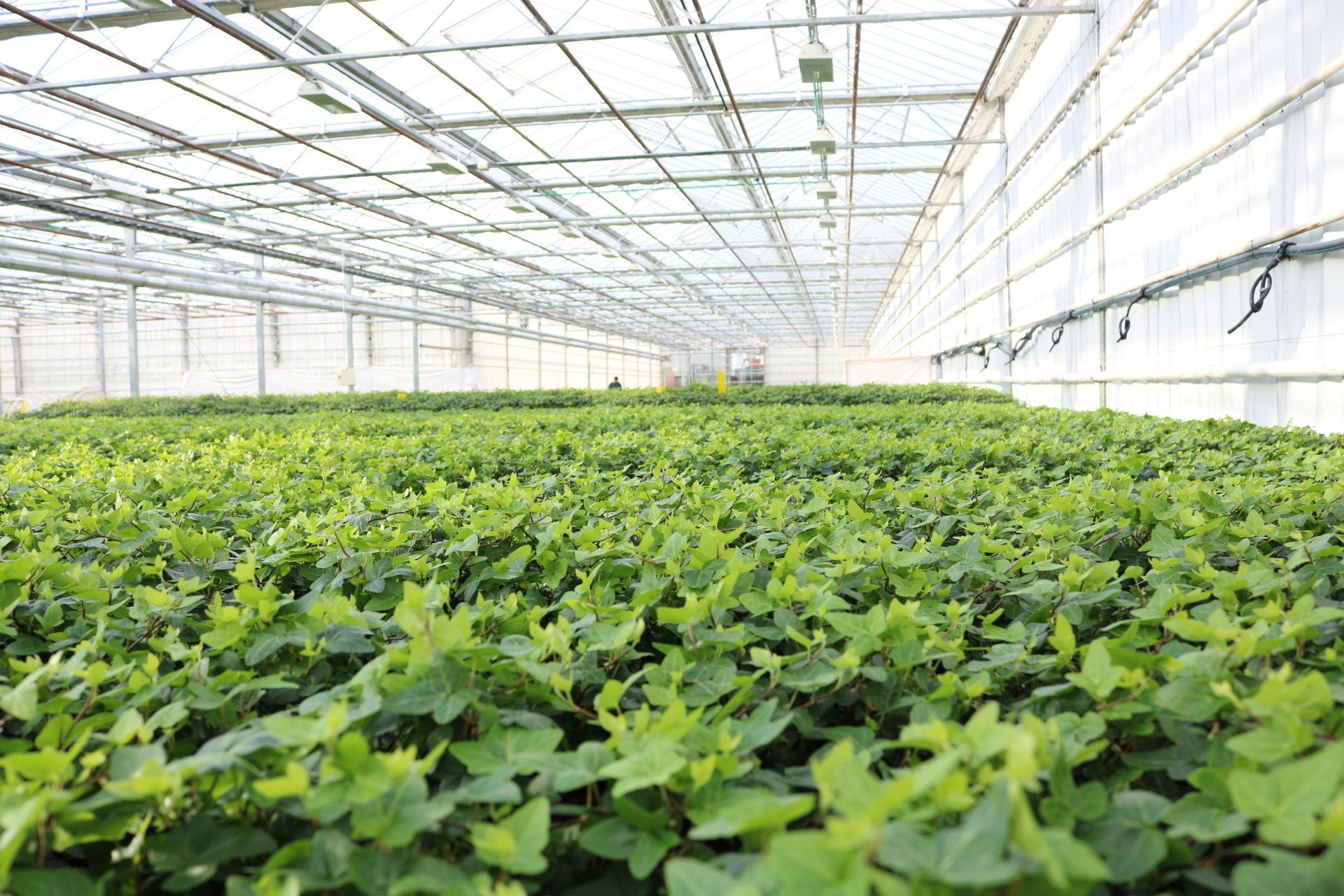 a greenhouse filled with lots of green plants growing in it .