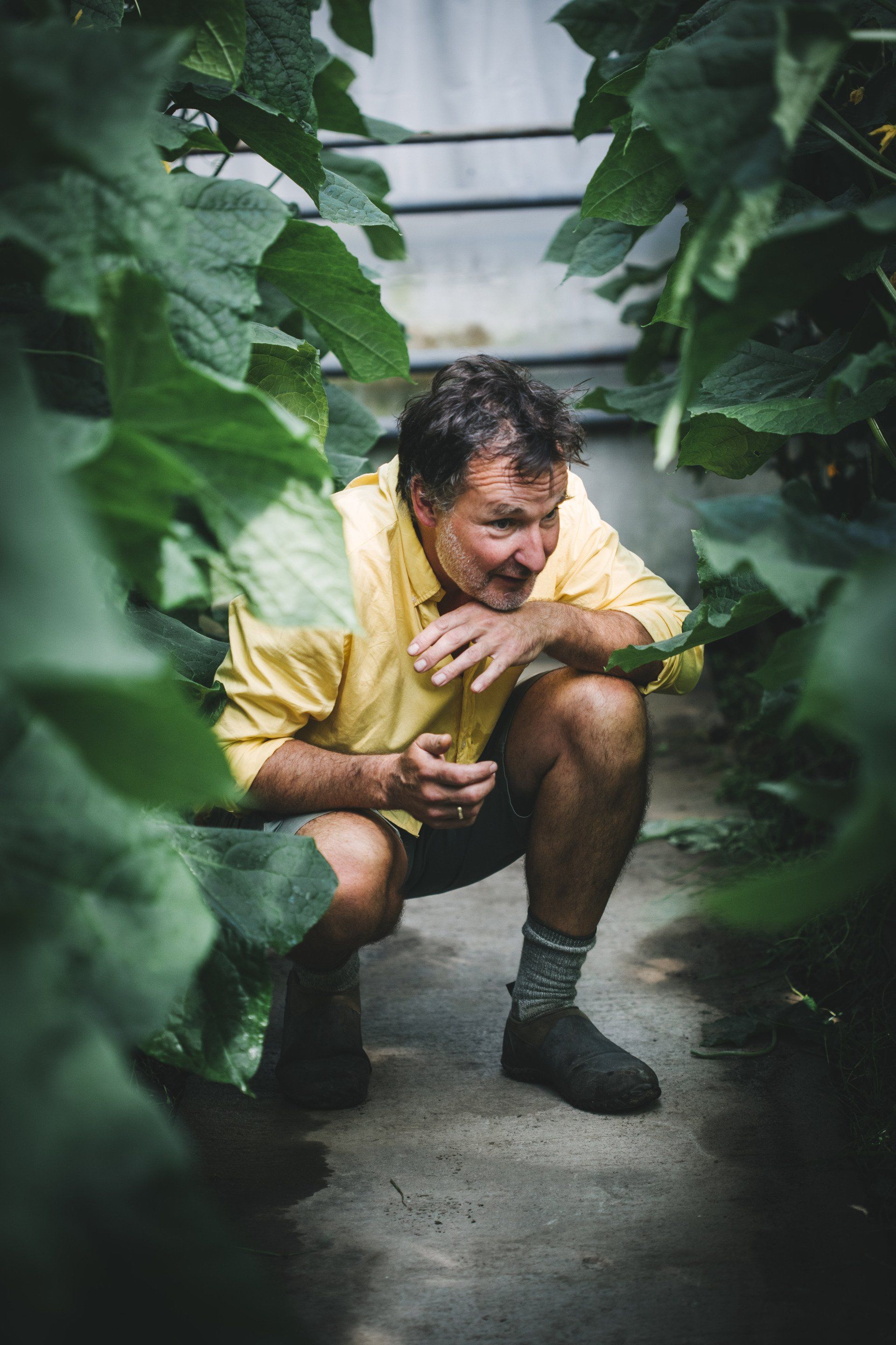 a man in a yellow shirt is kneeling down in a greenhouse .