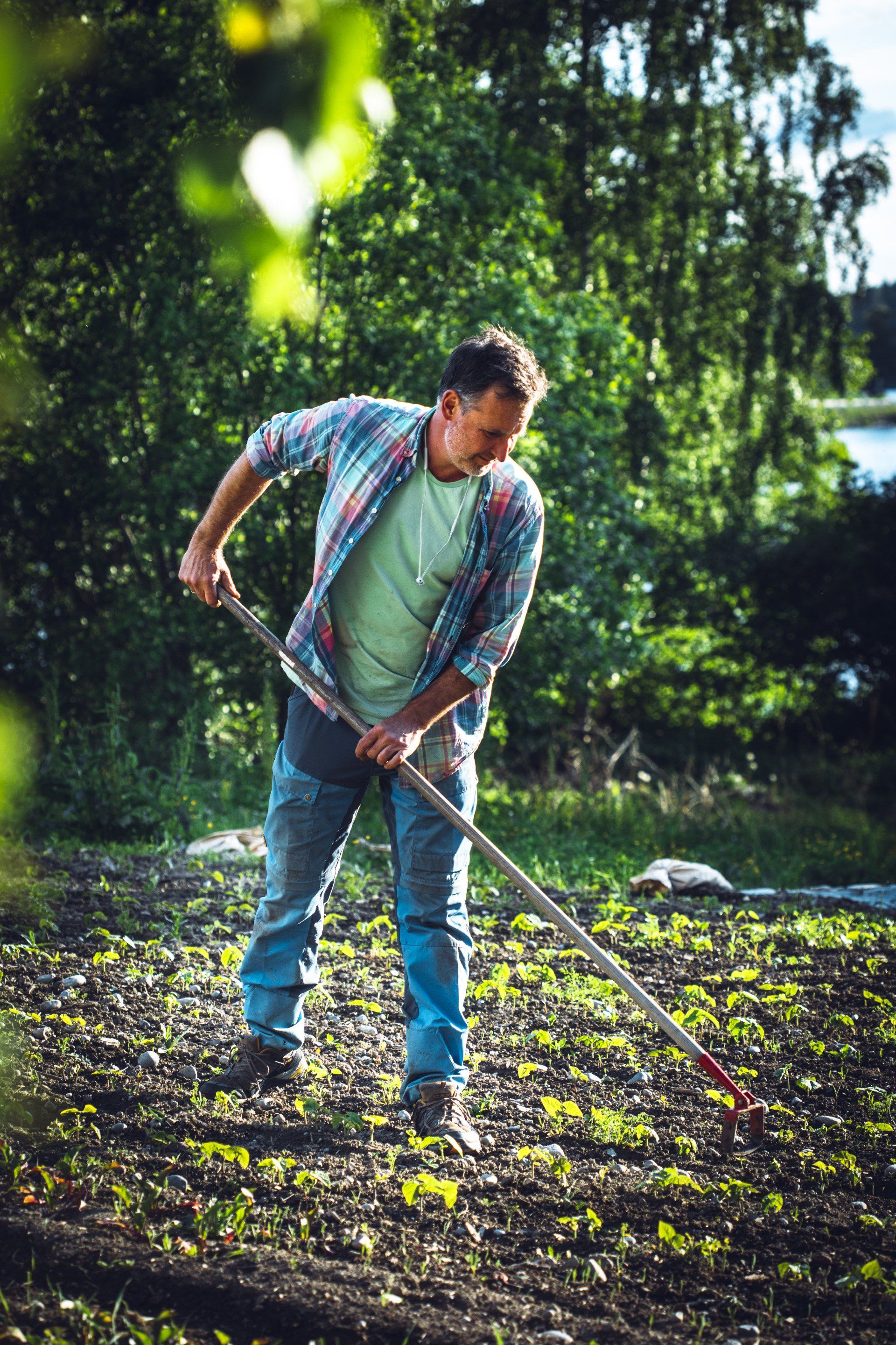 a man is raking the soil in a garden with a rake .