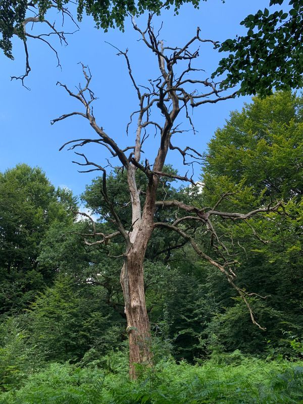 dead big tree with many branches and no leaves