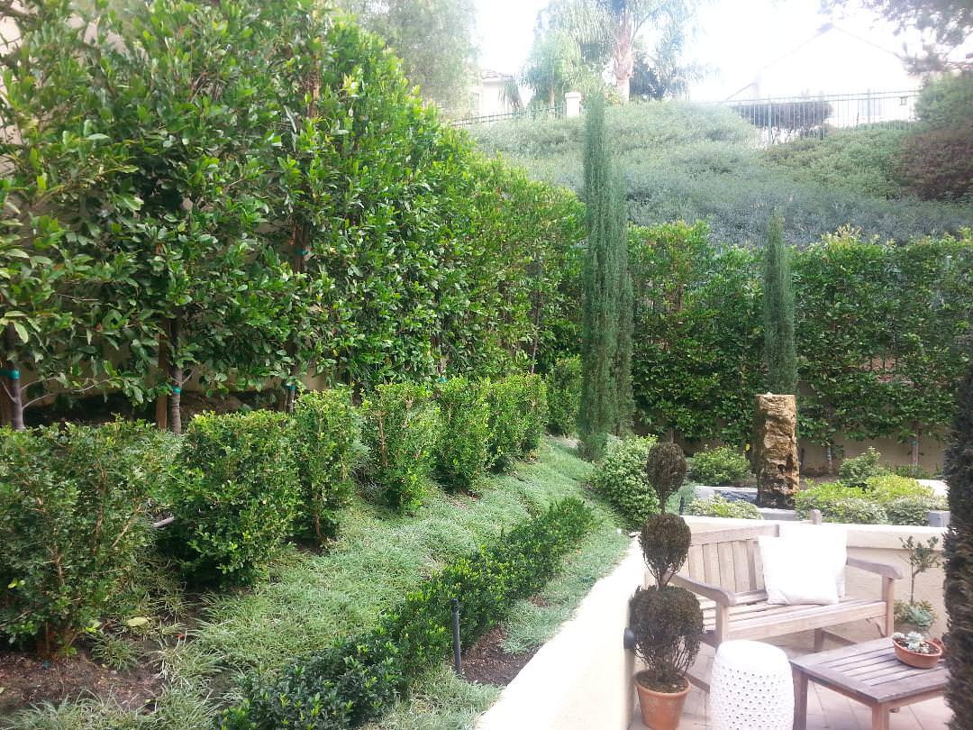 Green hedge landscape with manicured shrubs and trees, outdoor seating area, hillside background.
