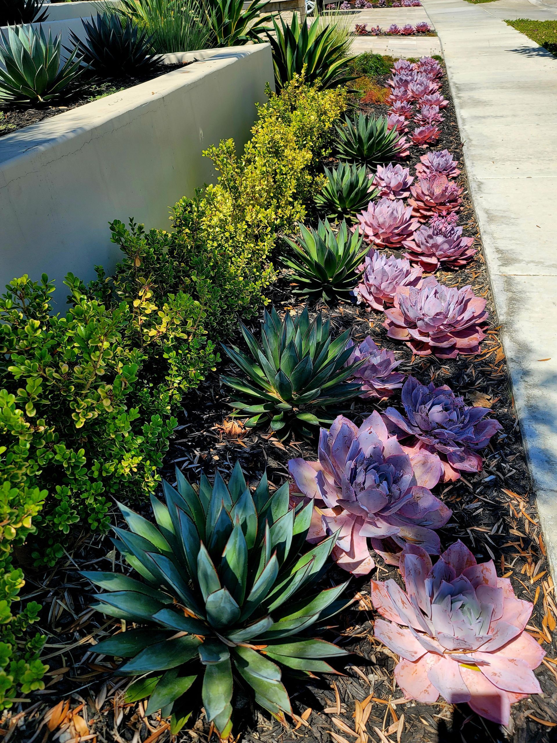 A garden bed with various succulents and shrubs, including blue agave and pinkish-purple echeverias, near a sidewalk.
