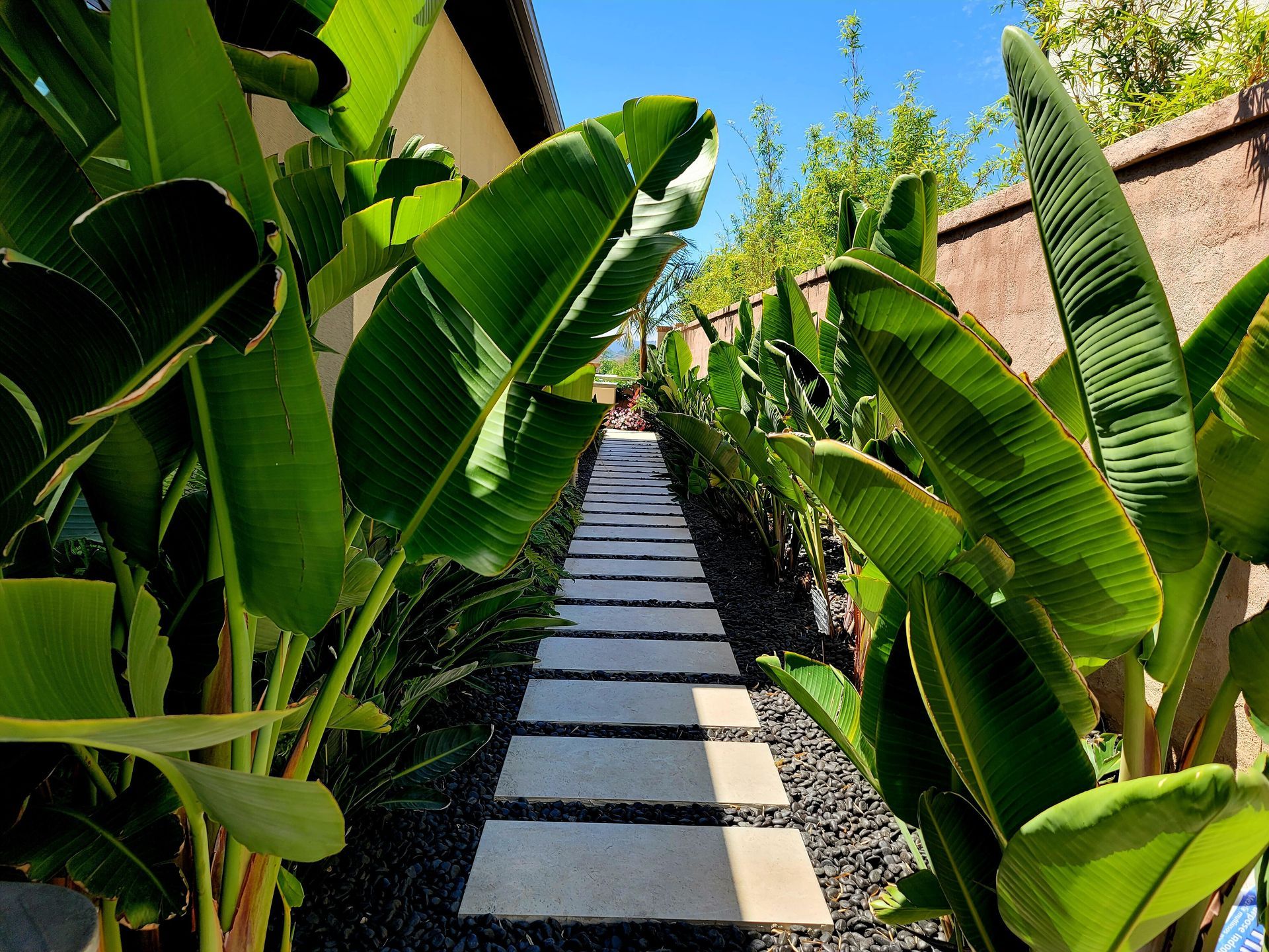 Stone path flanked by lush green plants and a tall brick wall under a blue sky.
