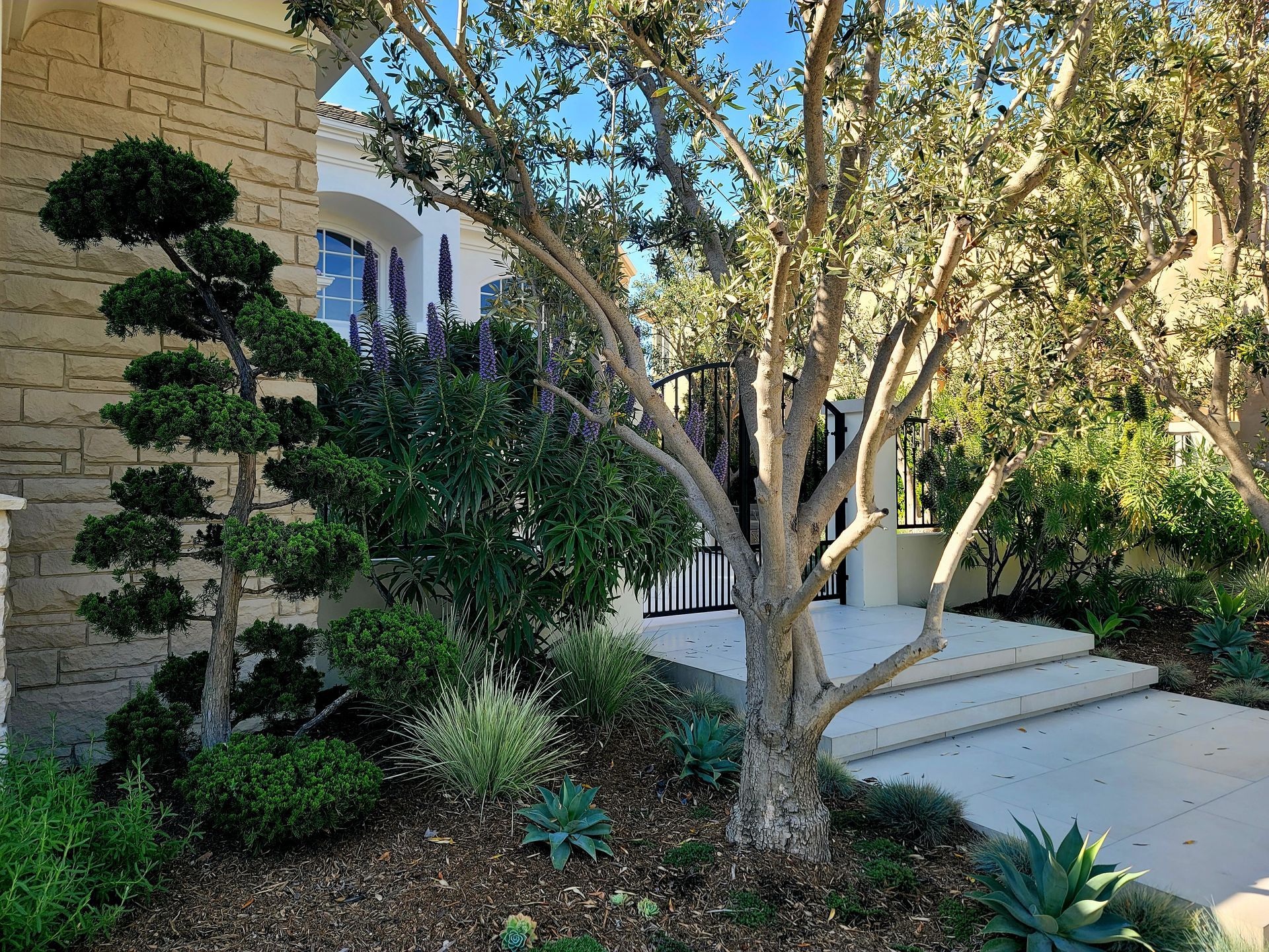 A landscaped yard with a tree, bushes, and topiary next to a house with steps.