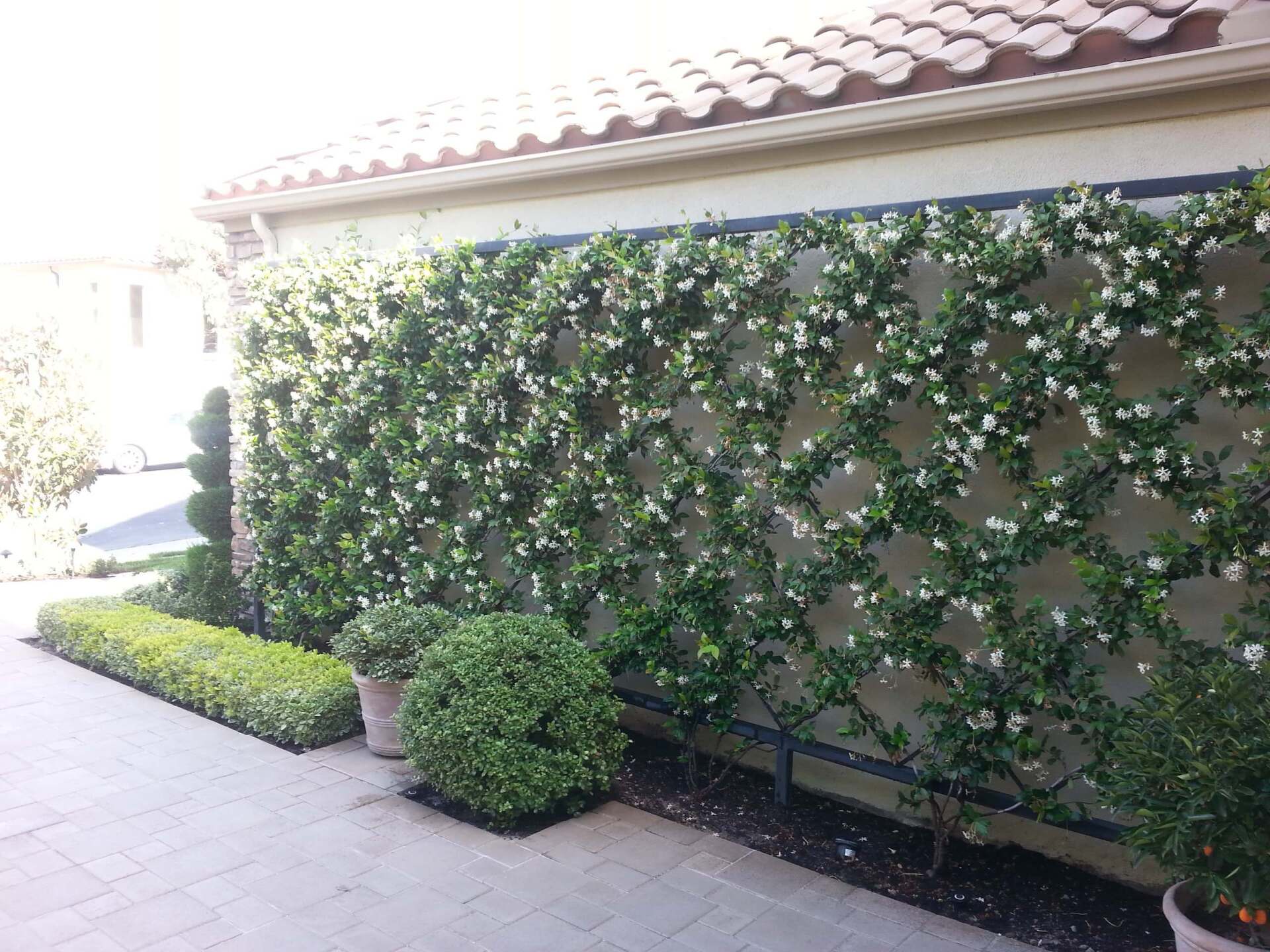 A wall covered in climbing jasmine flowers, with a square patterned trellis and a row of hedge.