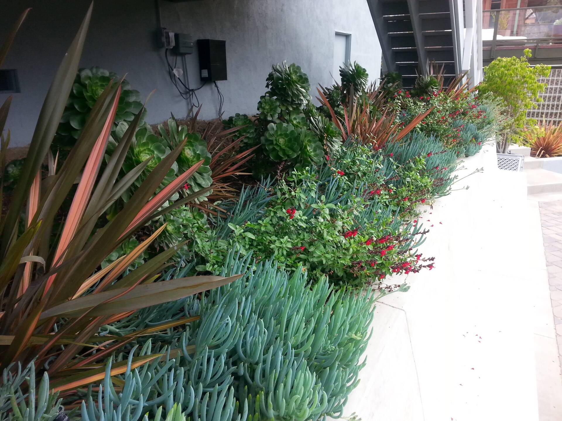 A colorful garden bed with blue, red, and green plants next to a white wall.
