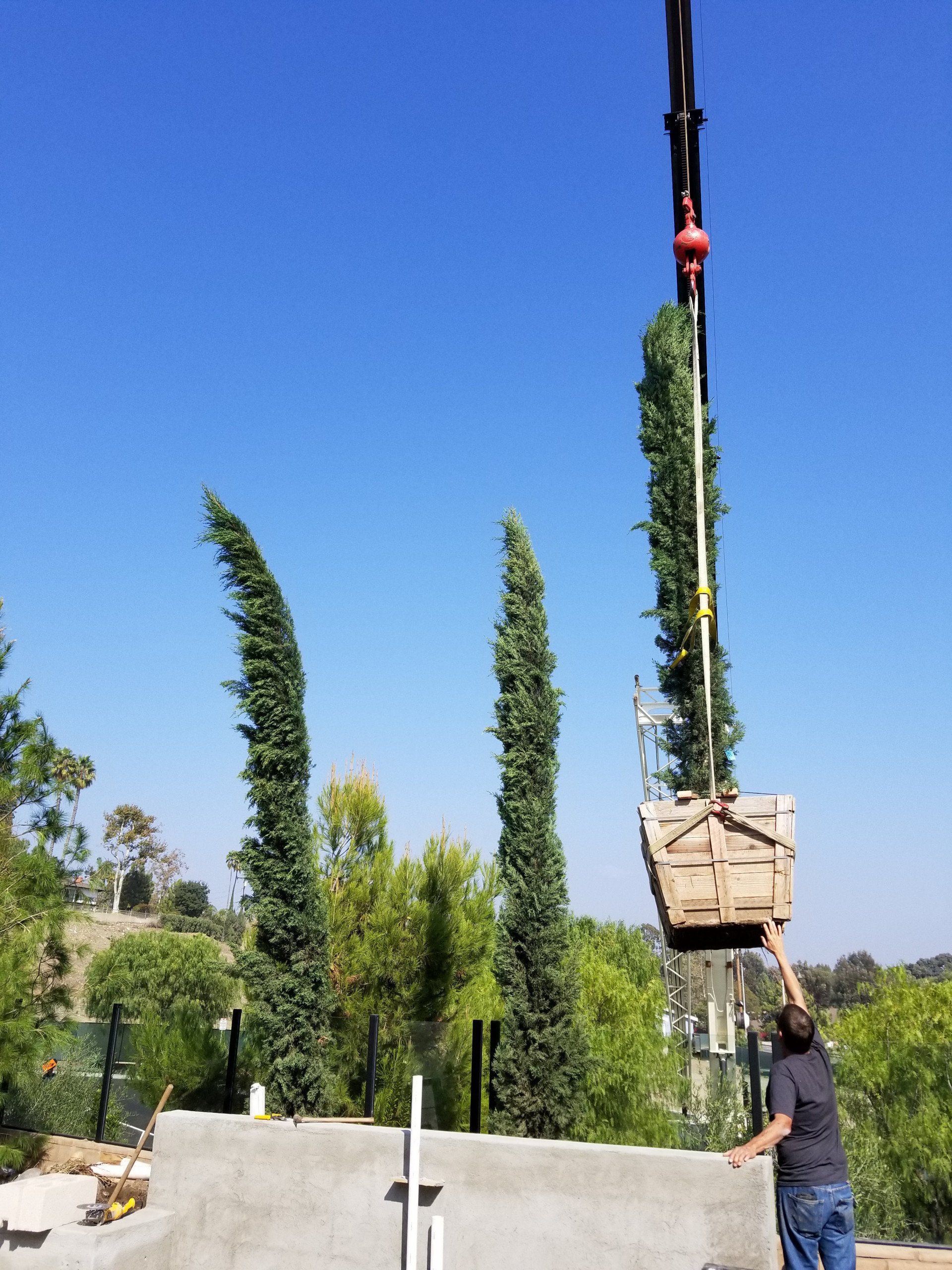 Crane lifting a tall, boxed tree into place; man directs; clear blue sky.