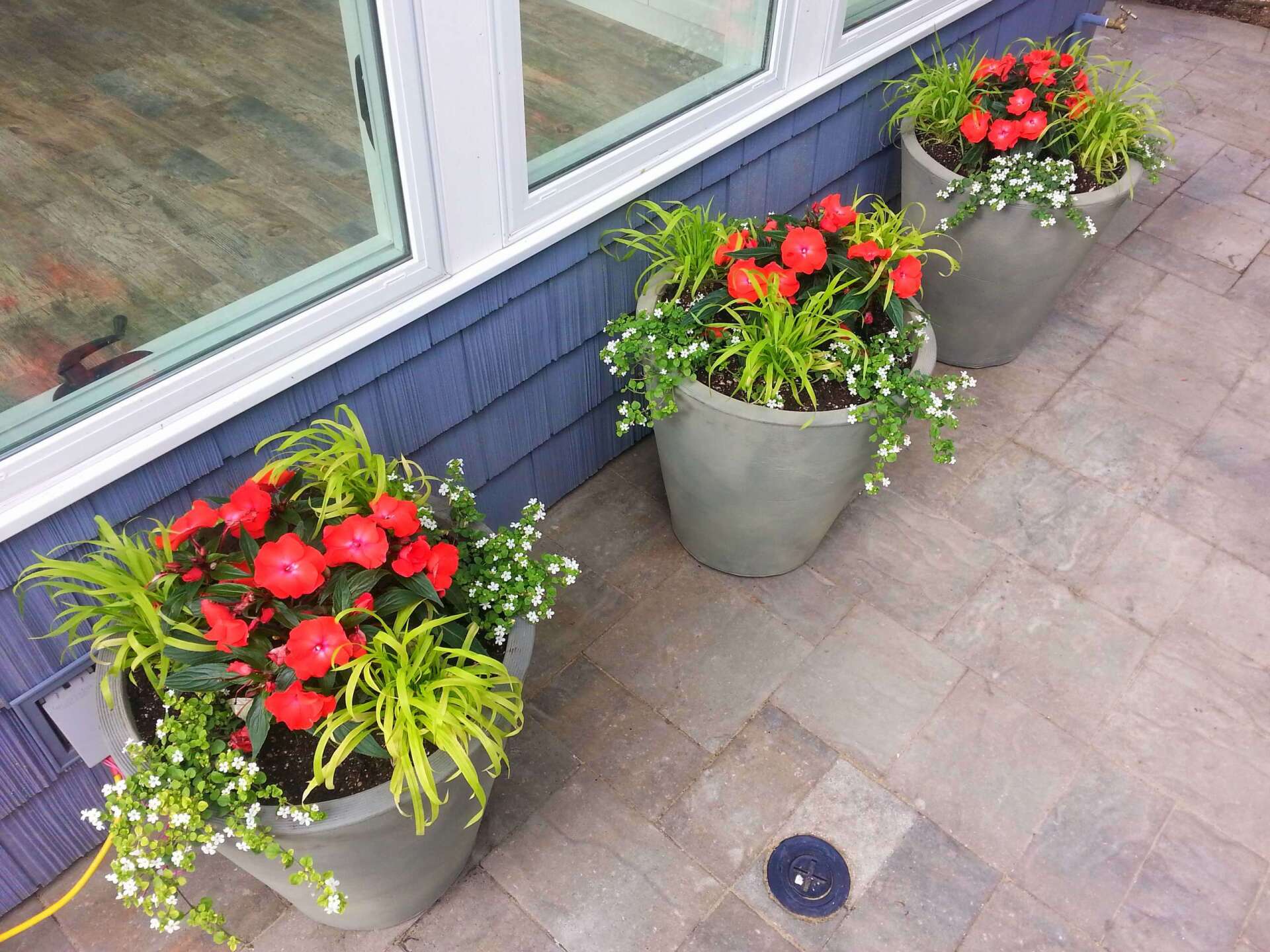 Three potted plants with red flowers, beside a blue wall and window on a paved patio.