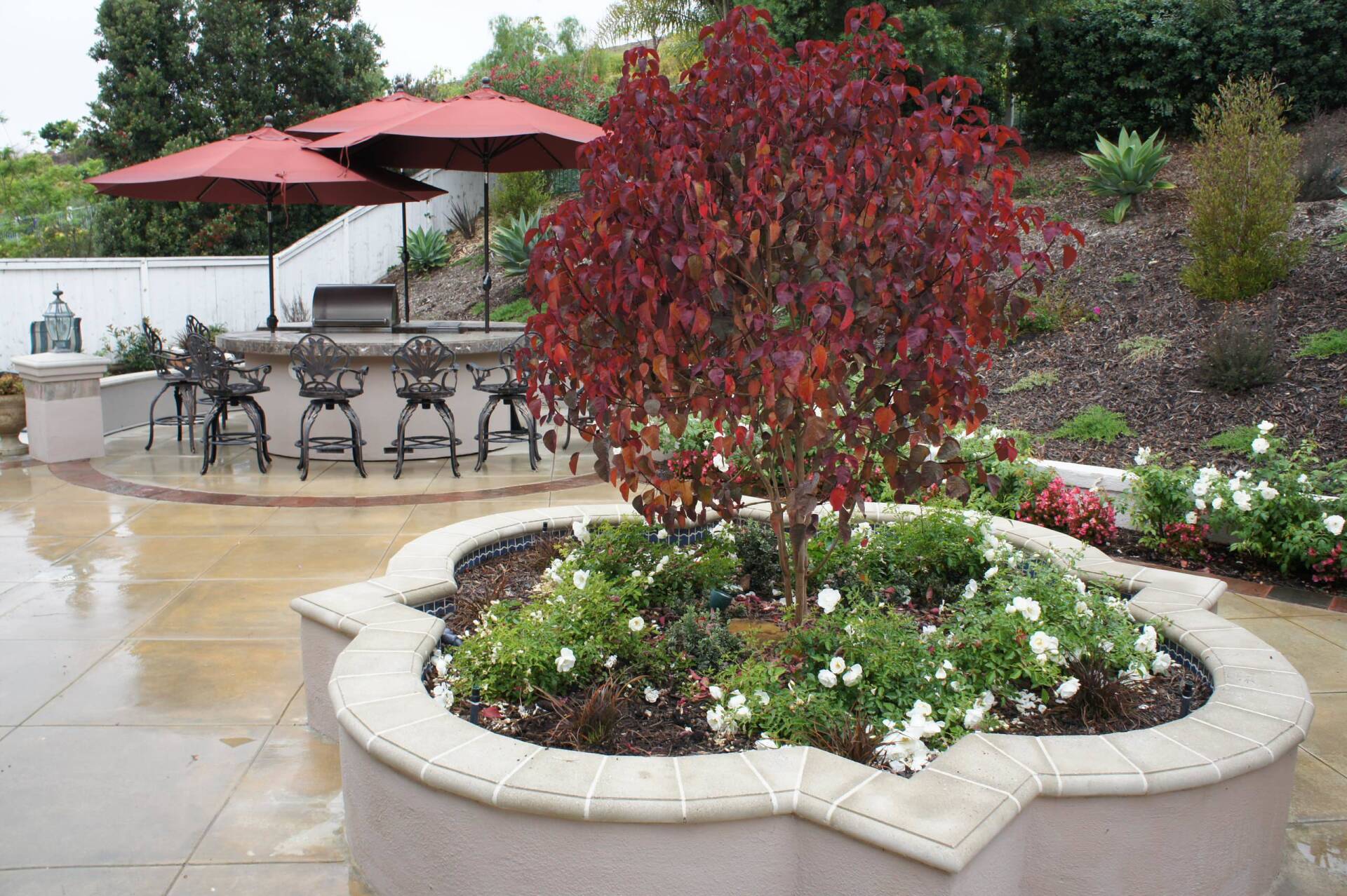 Red-leafed tree in a decorative planter, surrounded by white flowers, on a patio near a bar with red umbrellas.