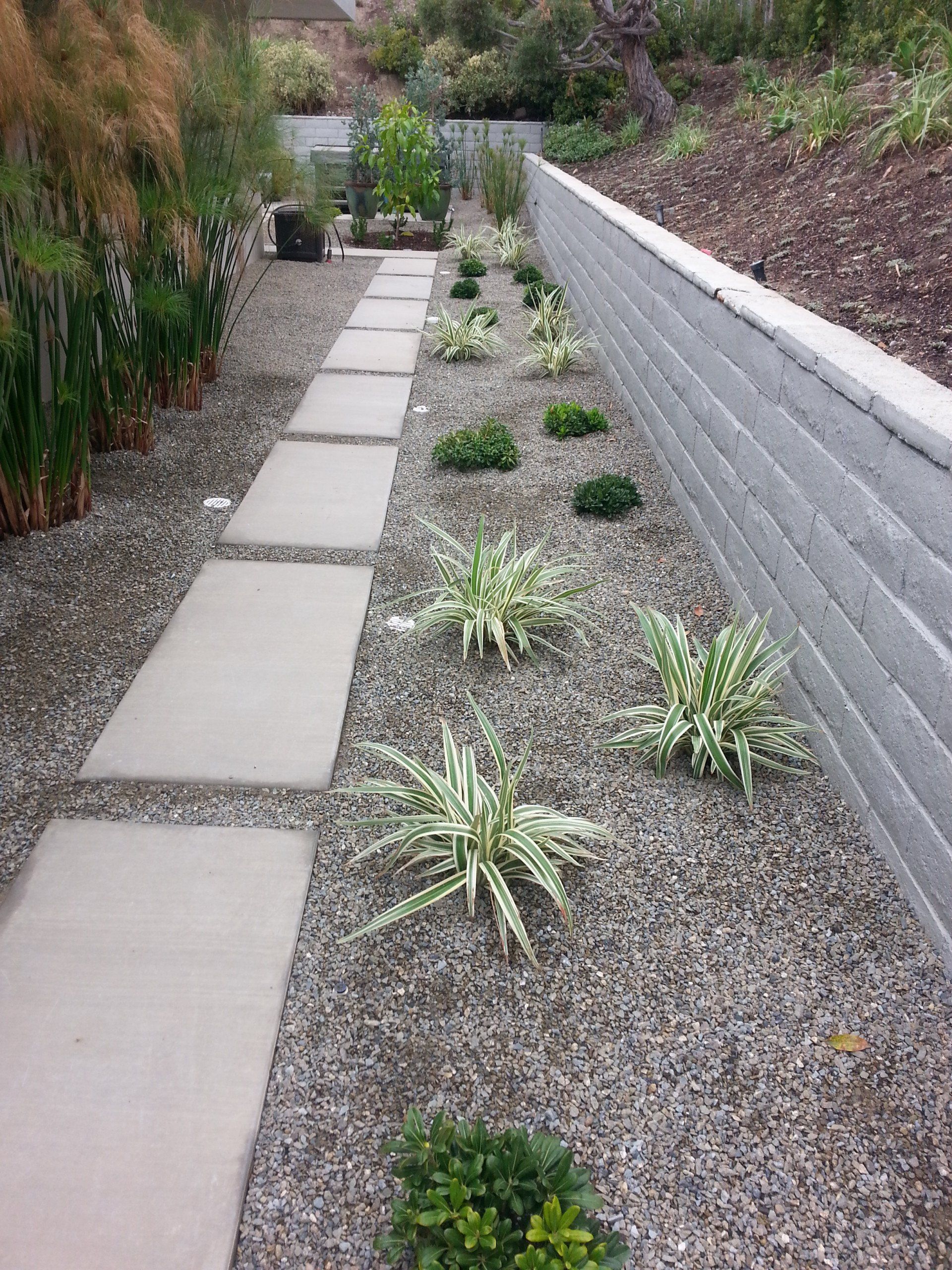 Gravel garden path bordered by concrete blocks and greenery, including plants with white-edged leaves.