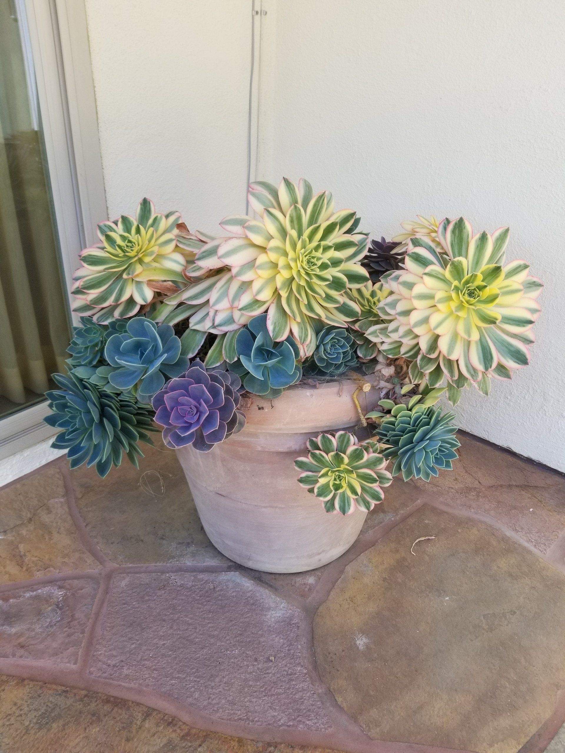 Succulents in a weathered terra cotta pot, displaying green, yellow, and purple rosettes on a stone surface.