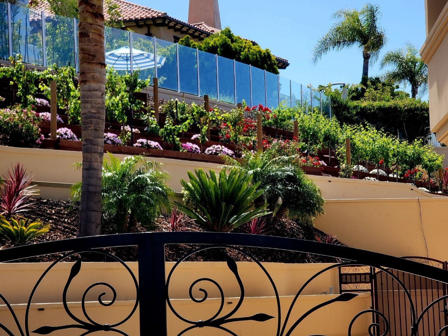 A tiered garden with glass fencing, flowers, and plants, in front of a house with a black gate.