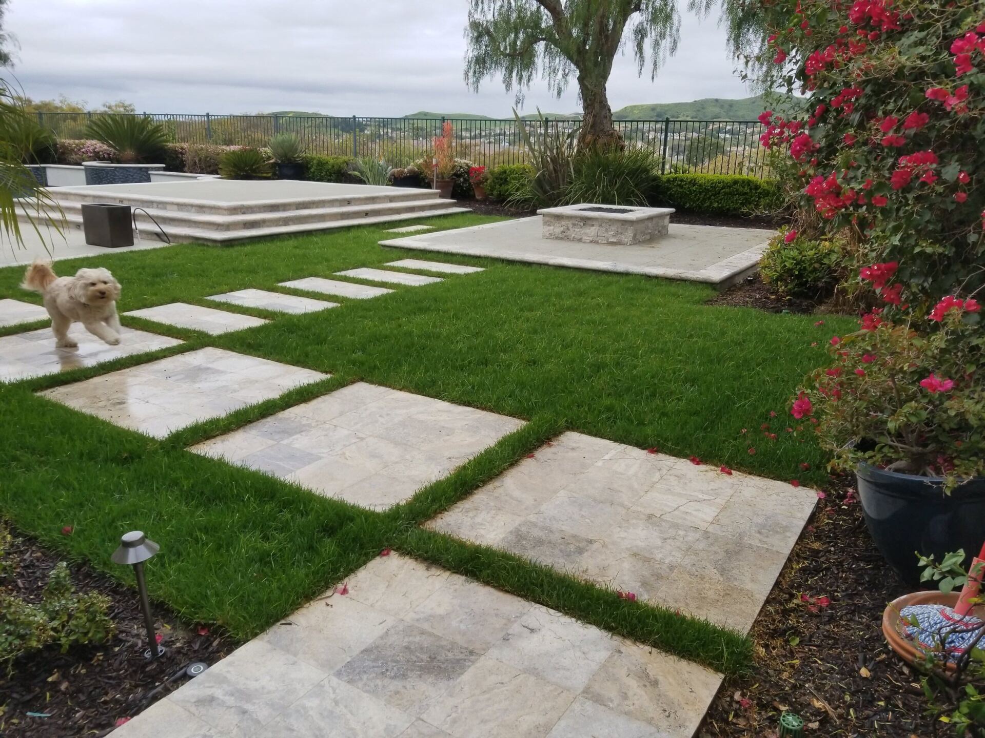 A dog walks along a stone path in a backyard with a fire pit and grass.