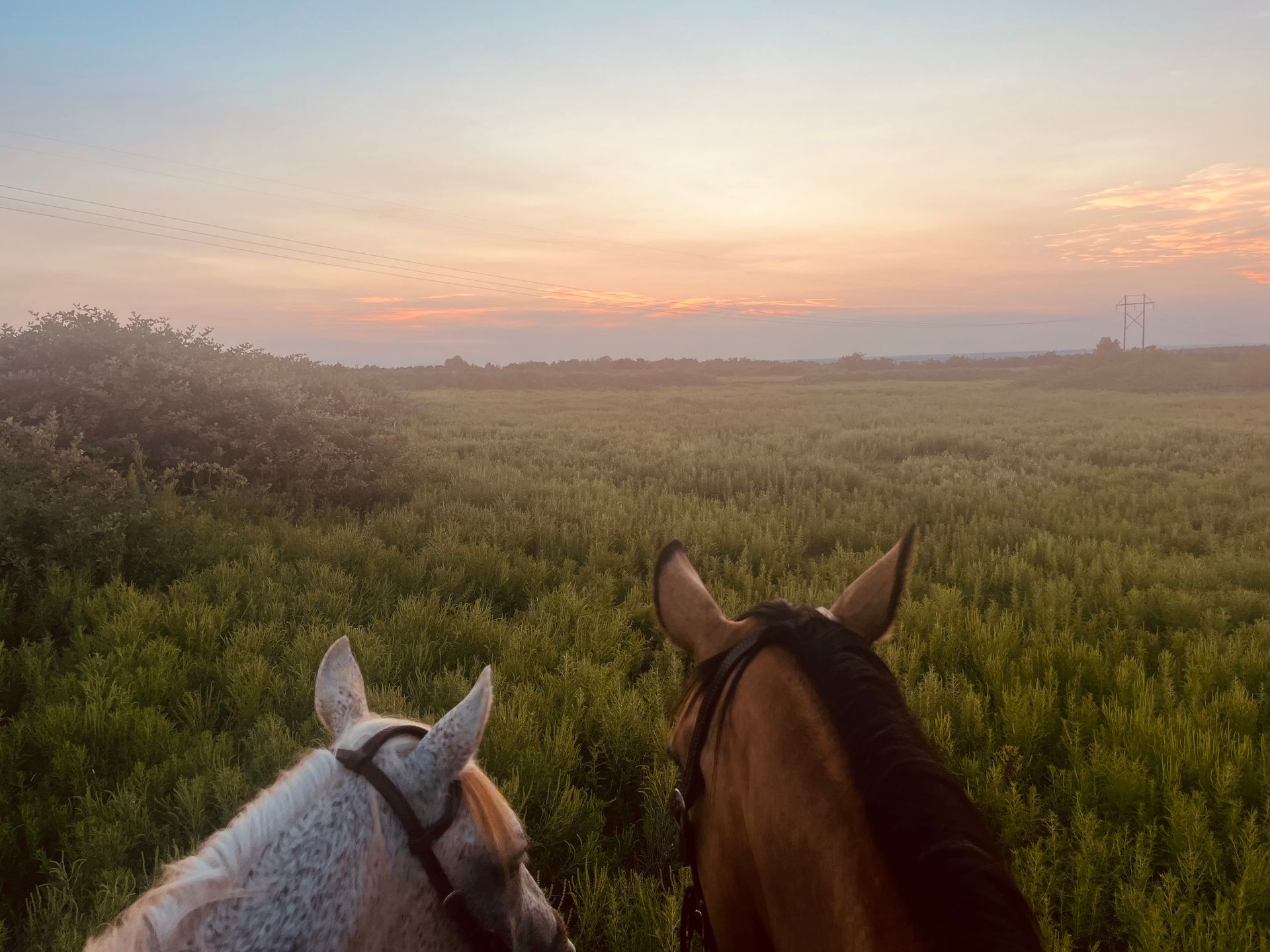 Two horses, dappled and brown, with riders, looking at a sunrise over a field.