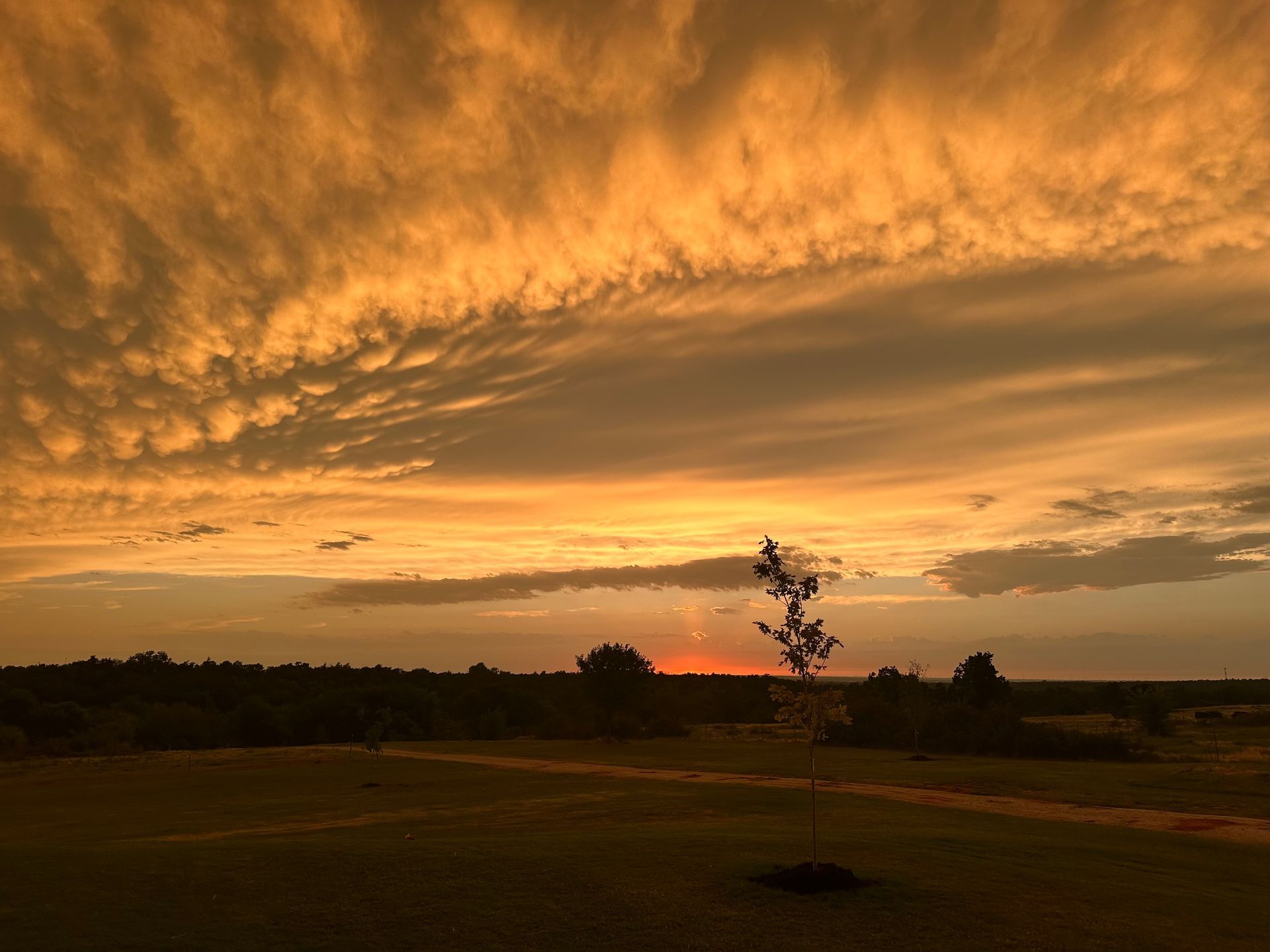 Golden sunset over a silhouetted treeline and field. Clouds streaked with orange and yellow.