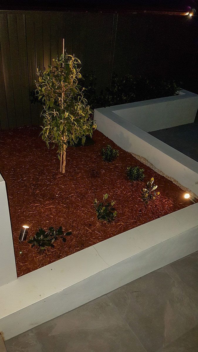 There is a Tree in the Middle of a Garden at Night — Gunter Electrical In Kariong, NSW