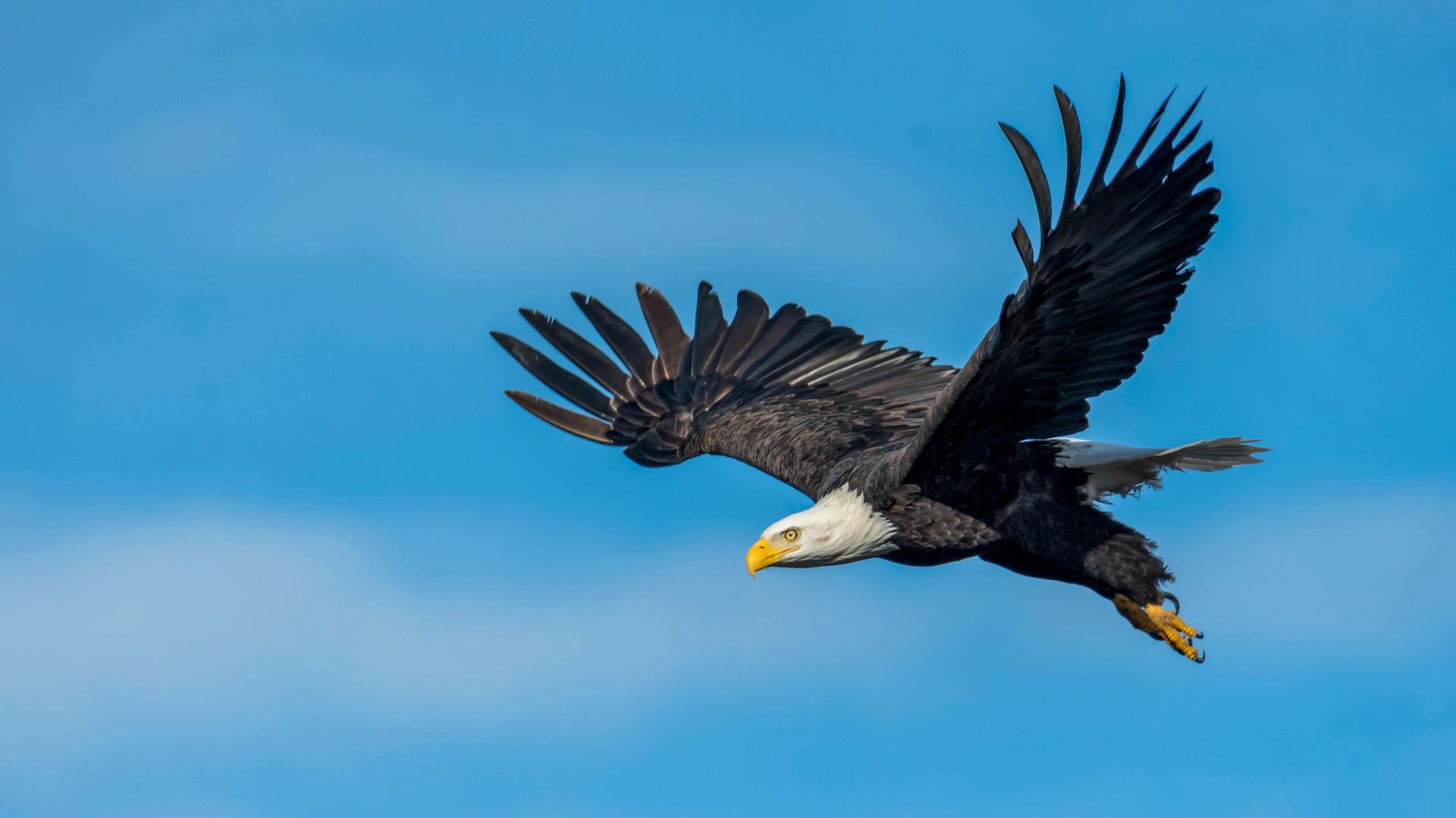 Bald eagle in flight against a bright blue sky, wings spread wide.