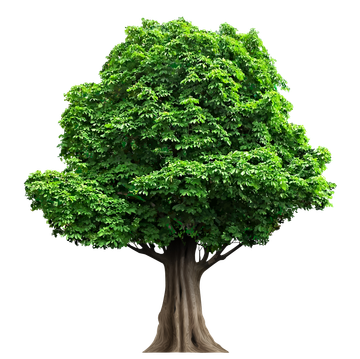 Tree – Grantsburg, WI – JT Tree Service