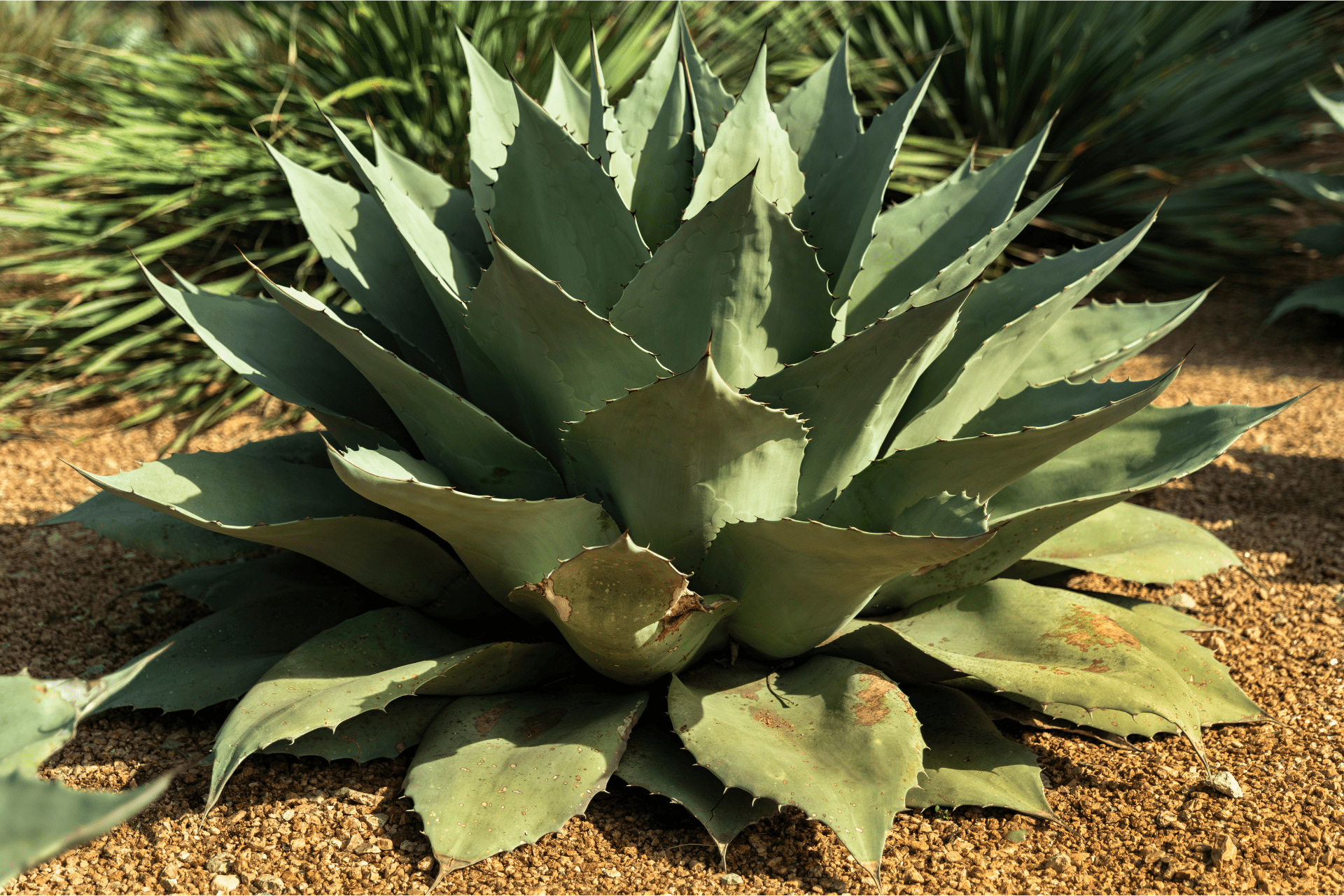 A Agave Plant For Xeriscaping A Garden From Richmond Landscapes