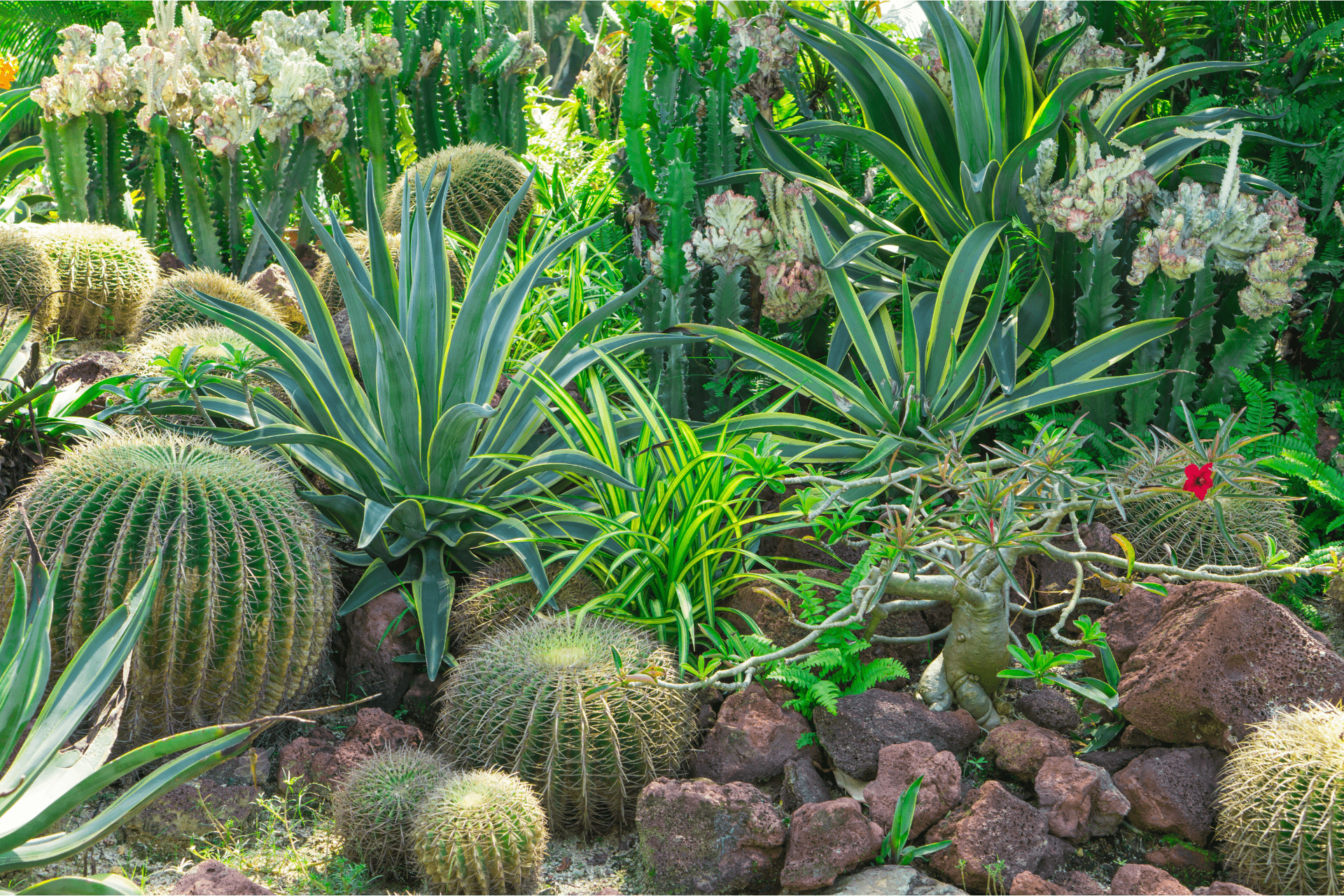 Different Xeriscape Plants Together From Richmond Landscapes To Use For Xeriscaping