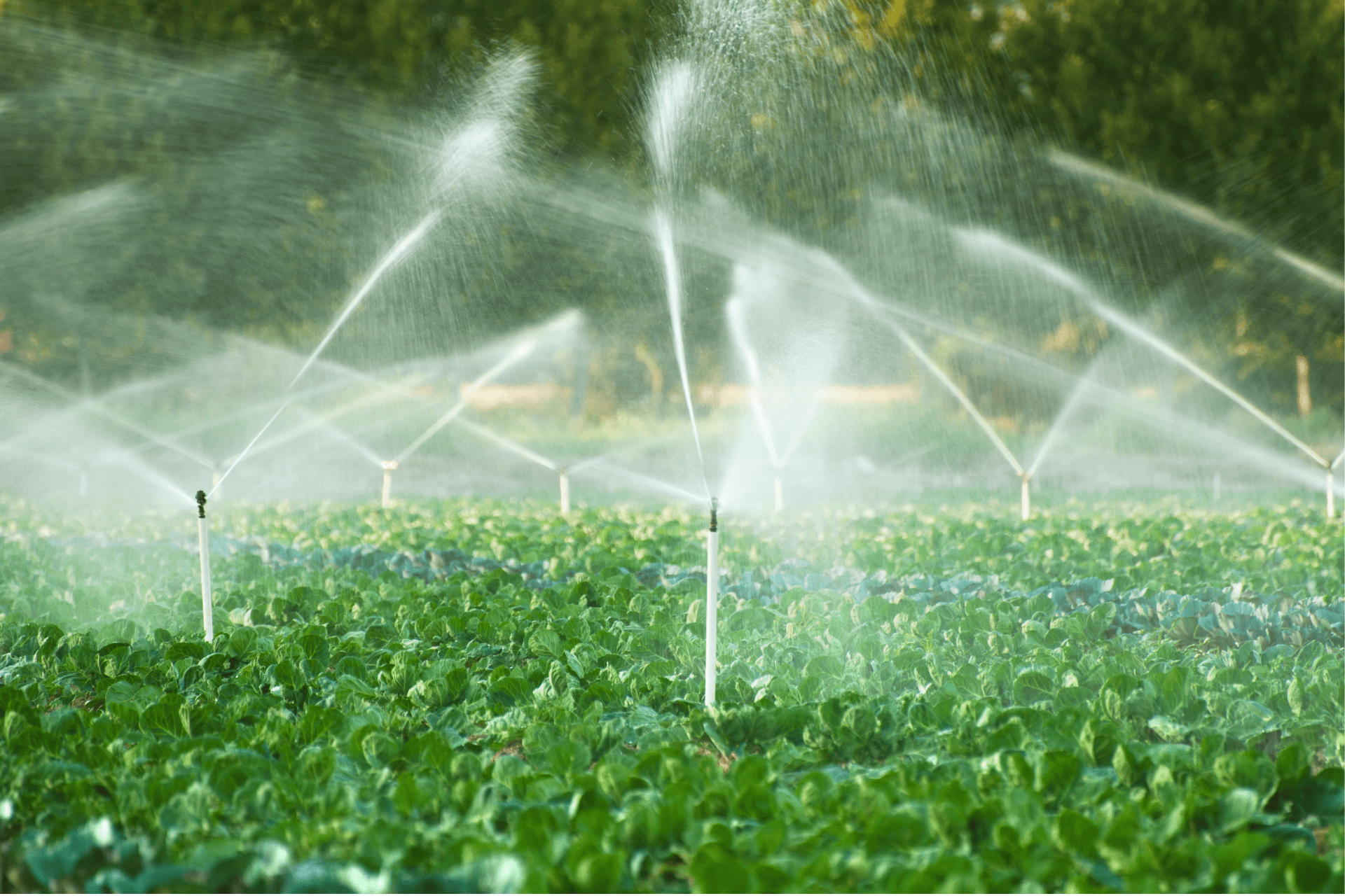 Irrigation System Watering Plants In The Backyard Of Richmond Home By Richmond Landscapes