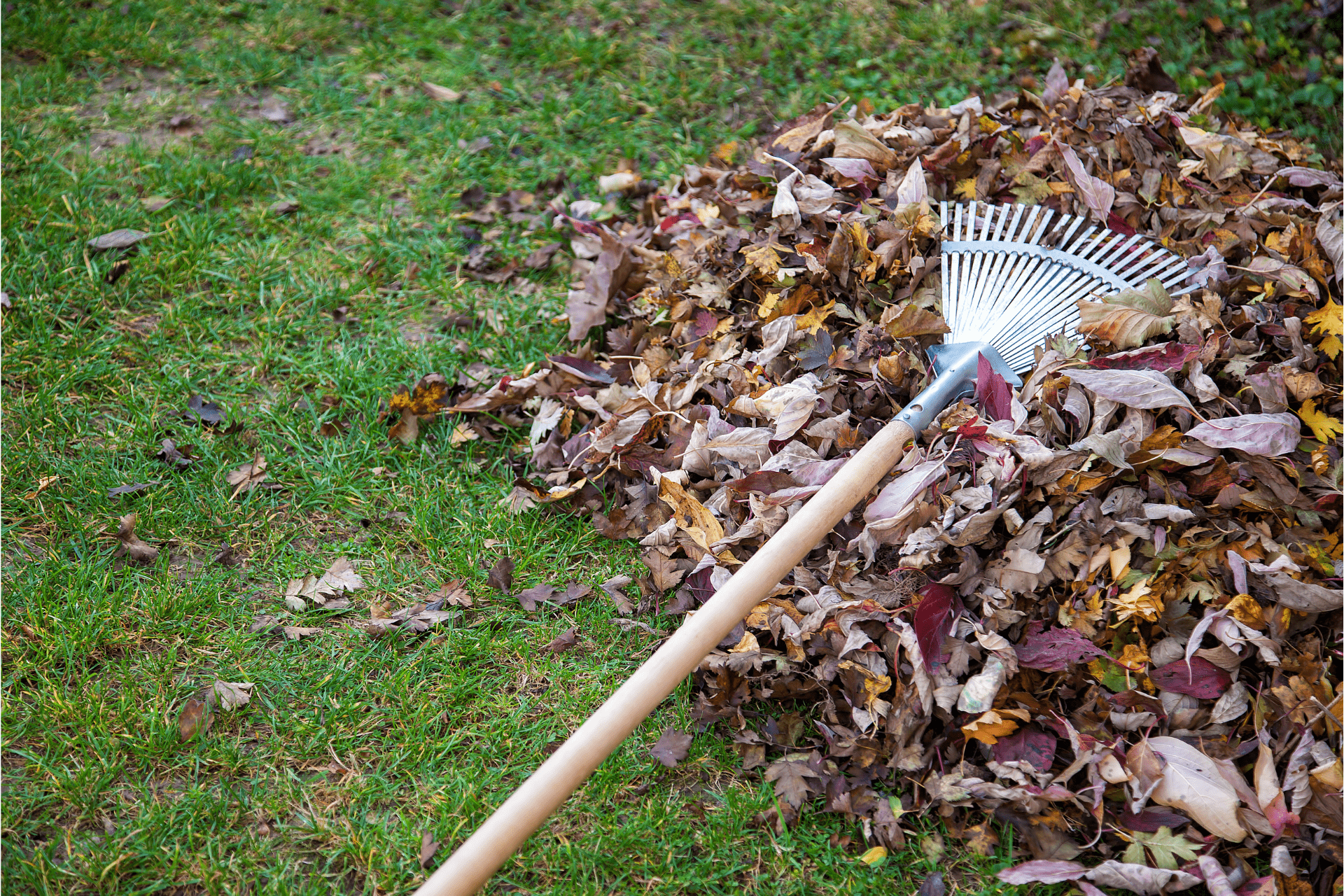 Professional Landscaper From Richmond Landscapes Remove Leaves In Richmond Home