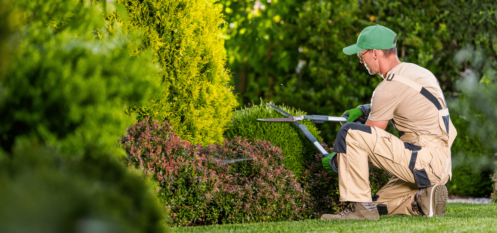 Professional Landscaper From Richmond Landscapes Using Big Pruning Shears To Trim The Shrubs