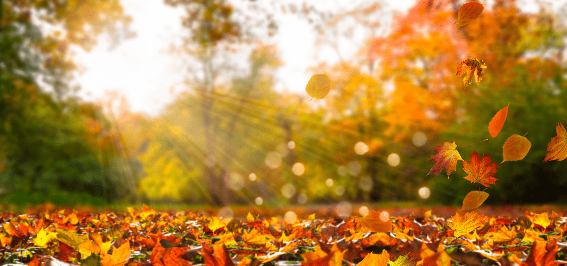 Beautiful Autumn Leaves Falling From Trees In Fall Season