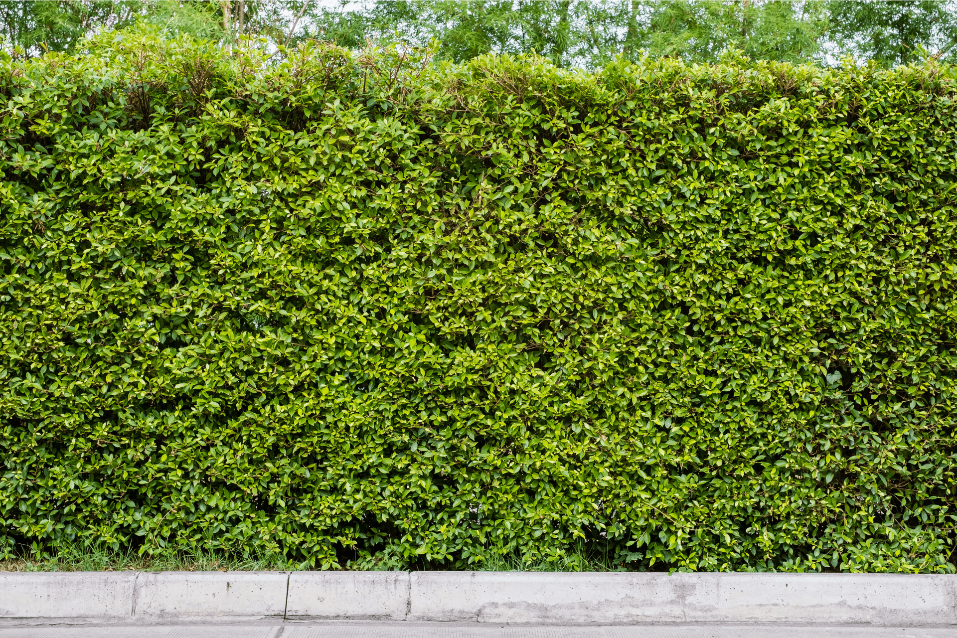 Natural Privacy Screens Behind Of Richmond House By Richmond Landscapes