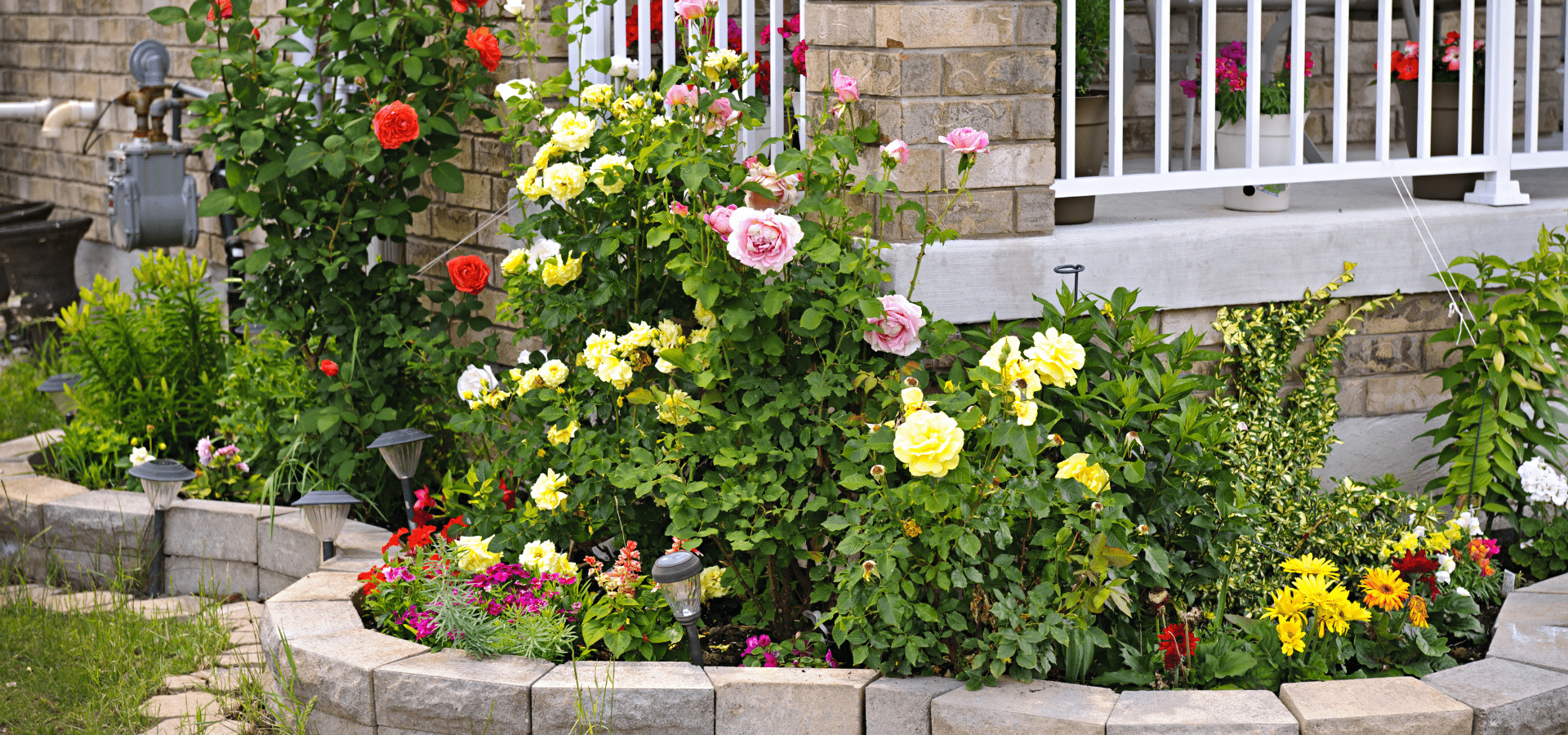 Plants Outside Of Richmond Home By Richmond Landscapes