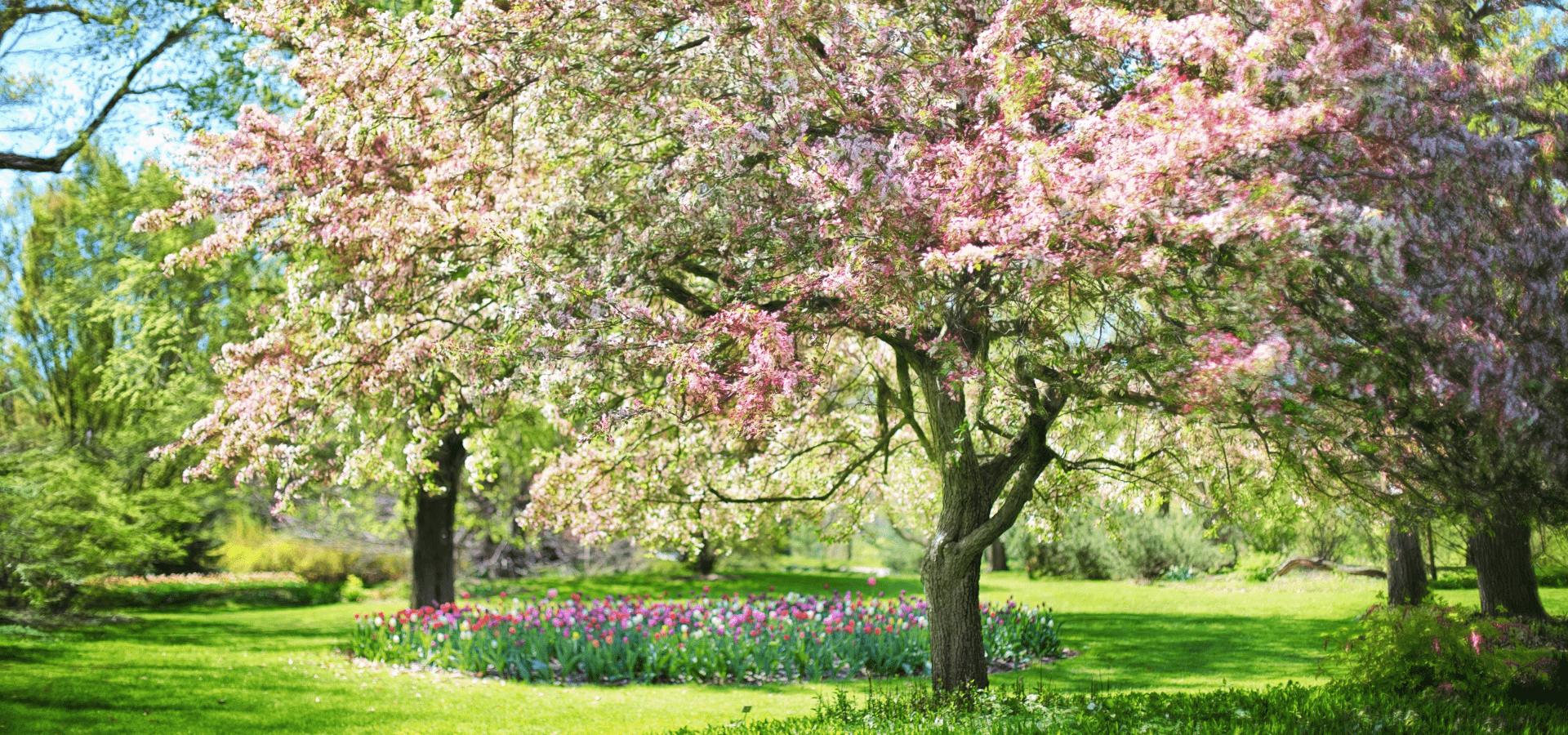 Blooming Spring Season Trees With Delicate Blossoms Outside In Nature 