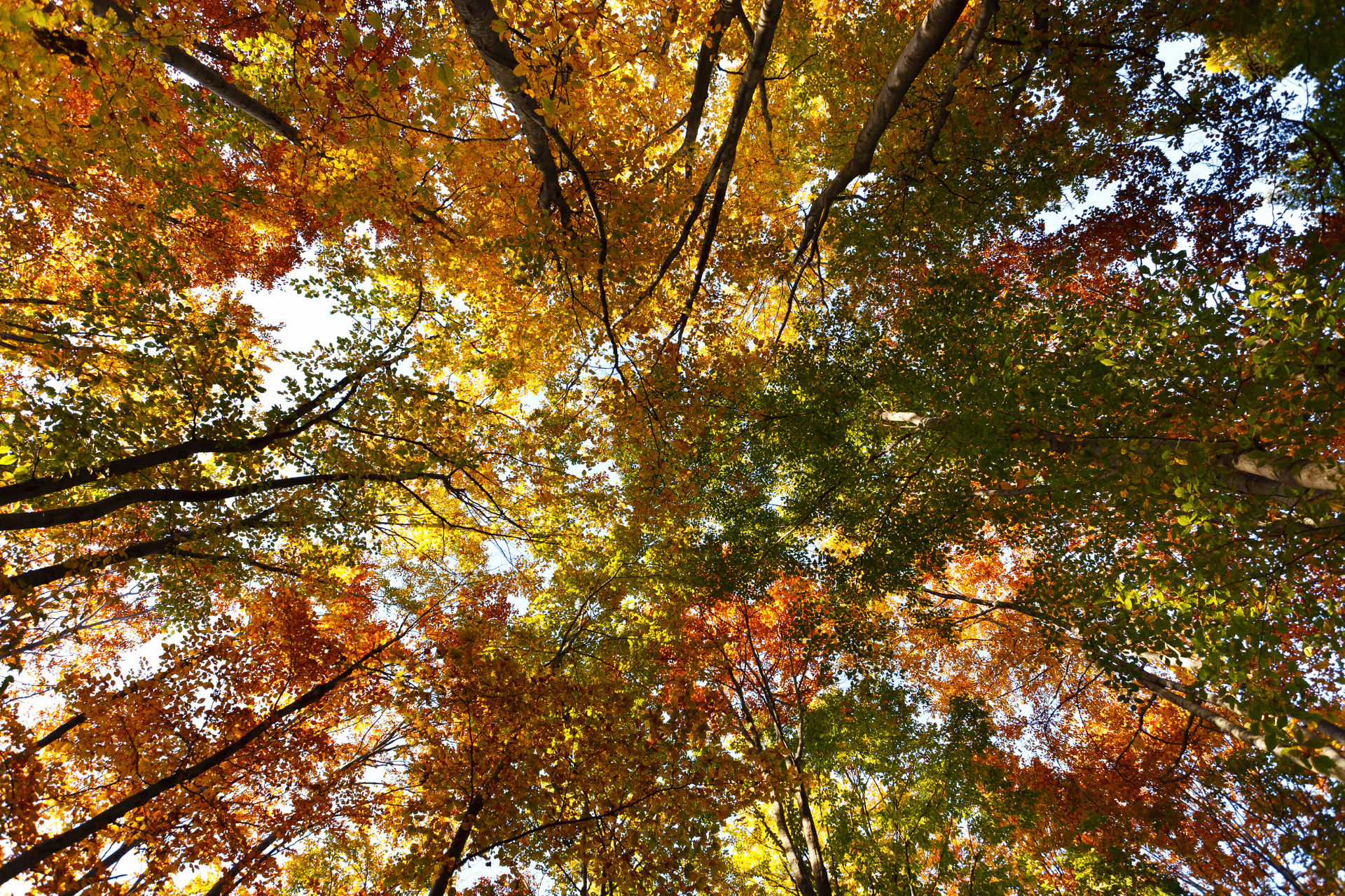 Autumn Trees With Vibrant Red and Orange Leaves During The Autumn Season