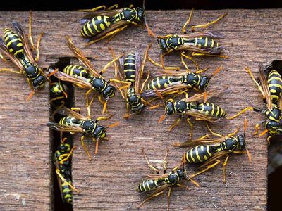 group of wasps on wood